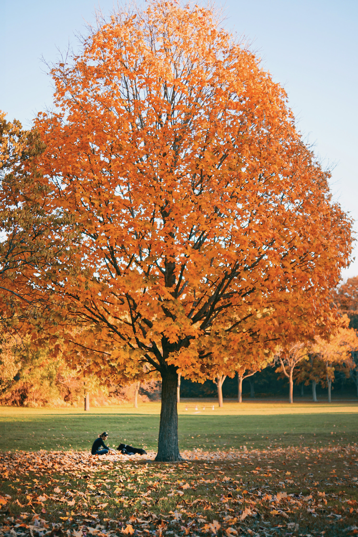 Sony DT 35mm F1.8 SAM sample photo. Girl, dog, tree photography