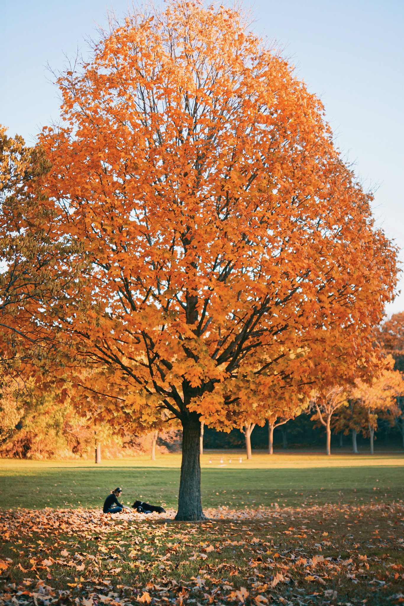 Sony a7R II + Sony DT 35mm F1.8 SAM sample photo. Girl, dog, tree photography