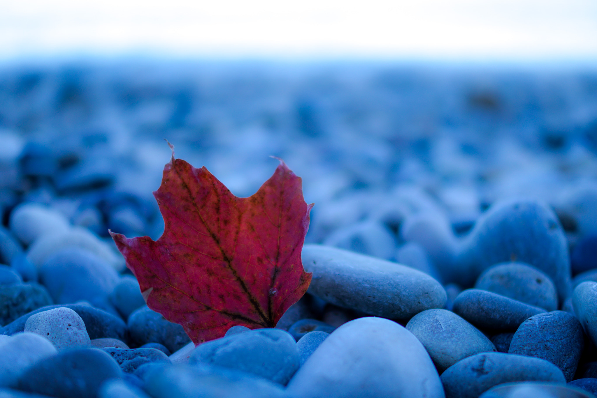 Sony a7R II + Sony DT 35mm F1.8 SAM sample photo. Leaf and michigan lake photography