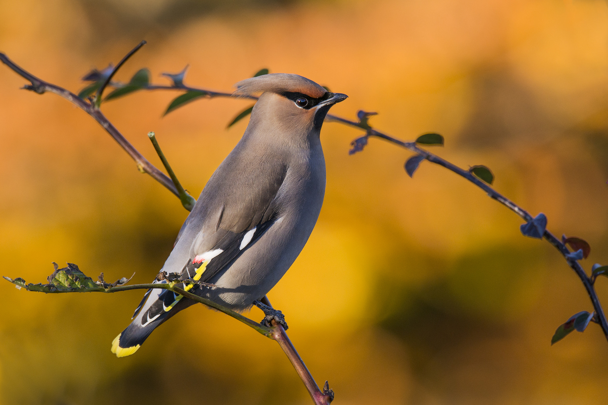 Sigma 150-600mm F5-6.3 DG OS HSM | S sample photo. Sidensvans - bombycilla garrulus - bohemian waxwing photography
