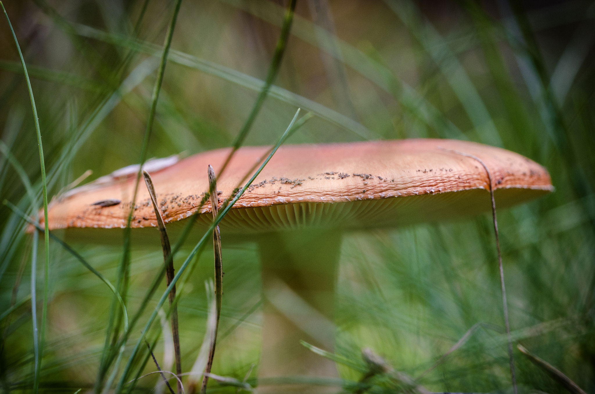 Sigma 105mm F2.8 EX DG OS HSM sample photo. The giant photography