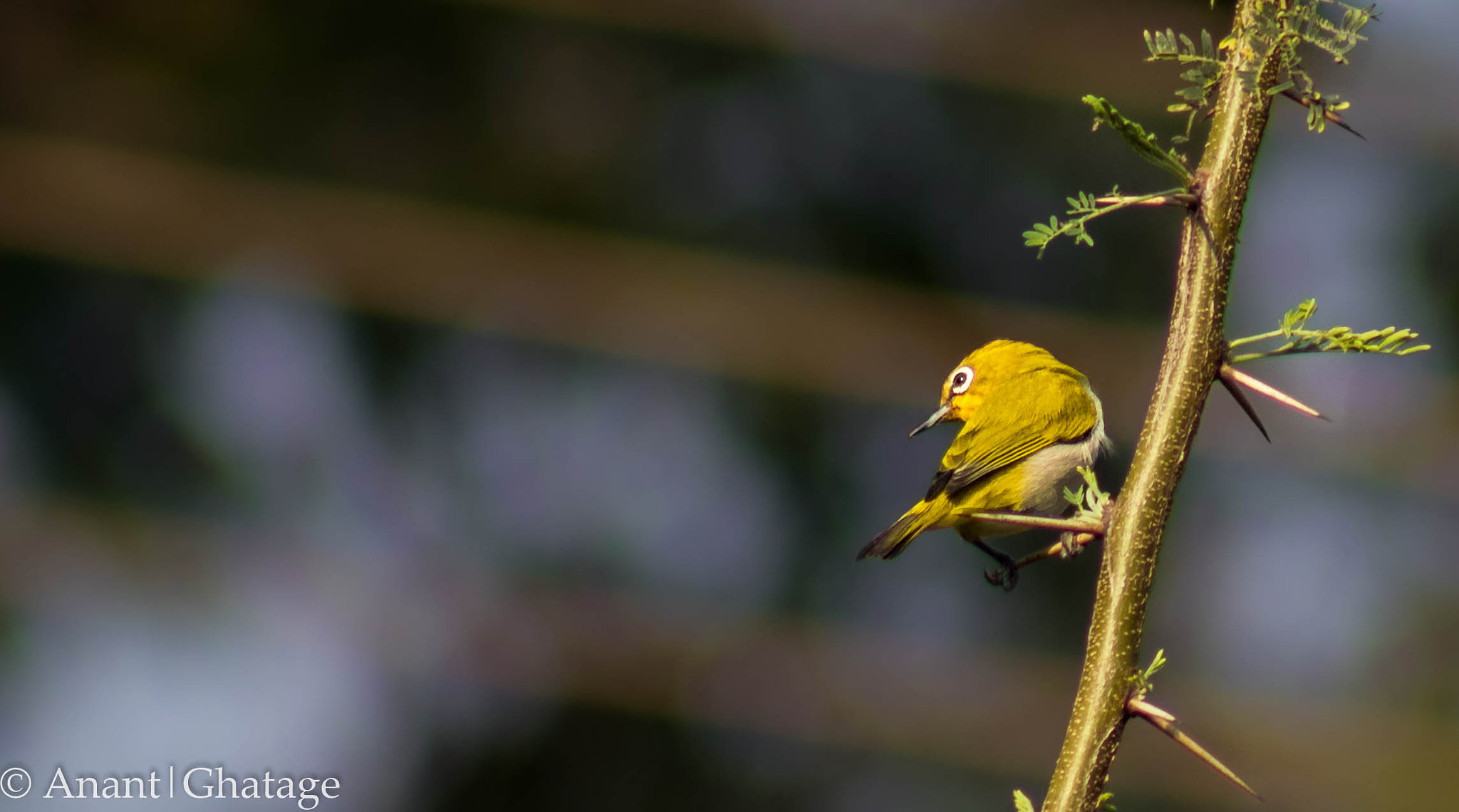 Canon EOS 80D + EF75-300mm f/4-5.6 sample photo. Cant stay away from birding for long... photography