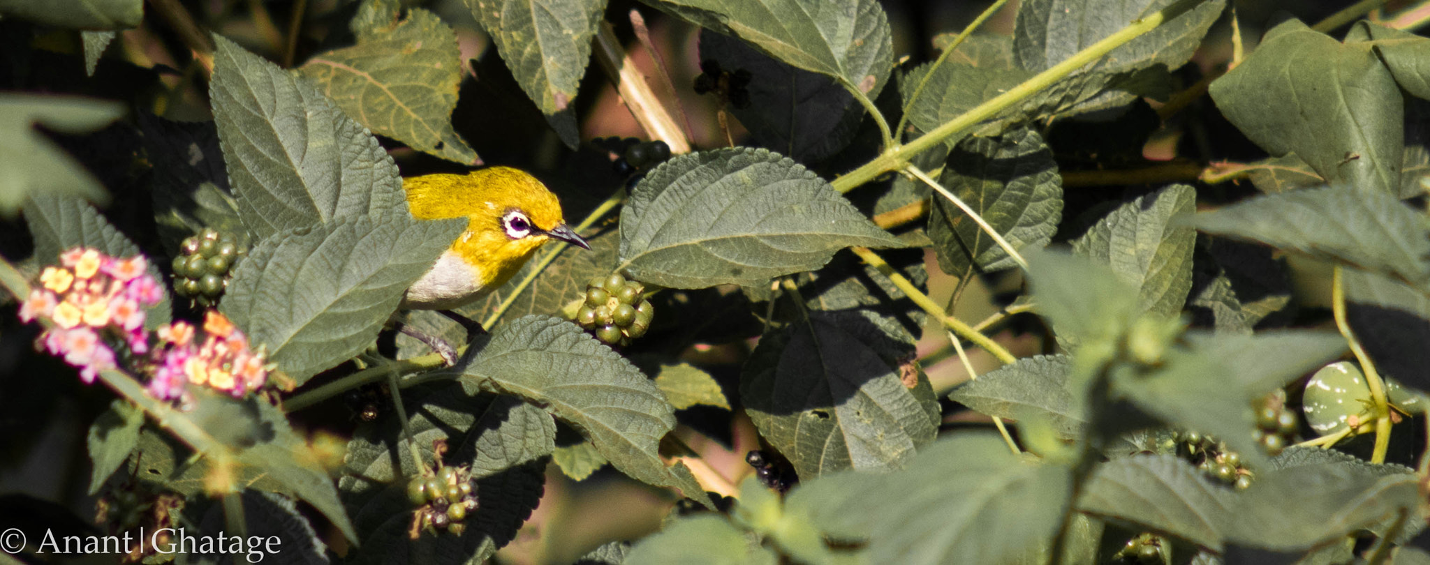 Canon EOS 80D + EF75-300mm f/4-5.6 sample photo. Cant stay away from birding for long... photography