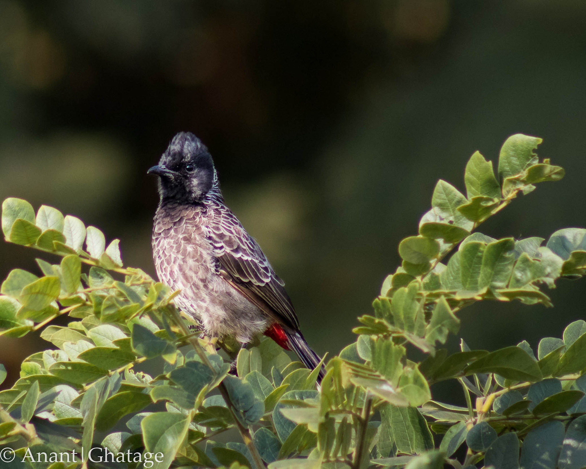 Canon EOS 80D + EF75-300mm f/4-5.6 sample photo. Cant stay away from birding for long... photography