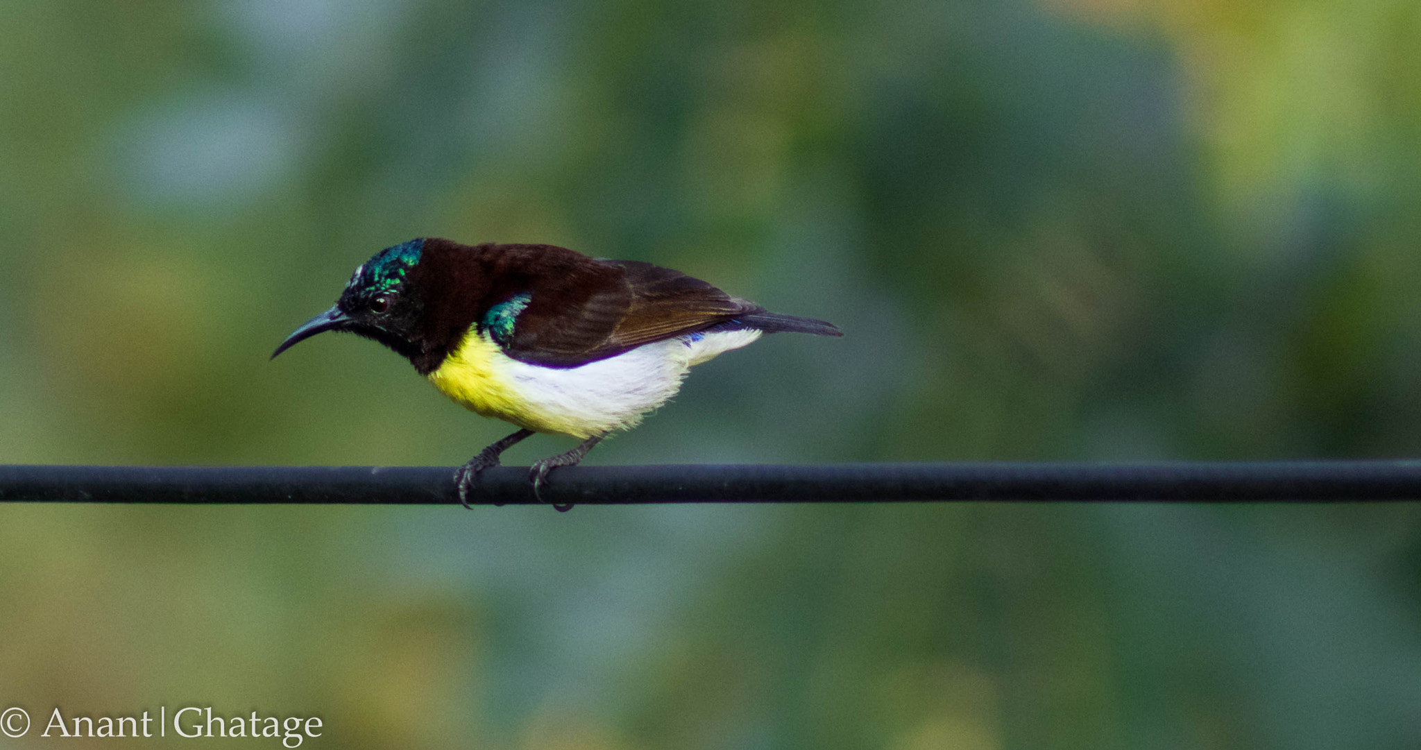 Canon EOS 80D + EF75-300mm f/4-5.6 sample photo. Cant stay away from birding for long... photography