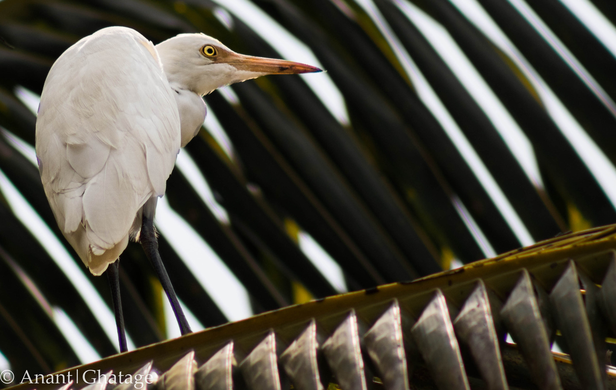 Canon EOS 80D + EF75-300mm f/4-5.6 sample photo. Cant stay away from birding for long... photography