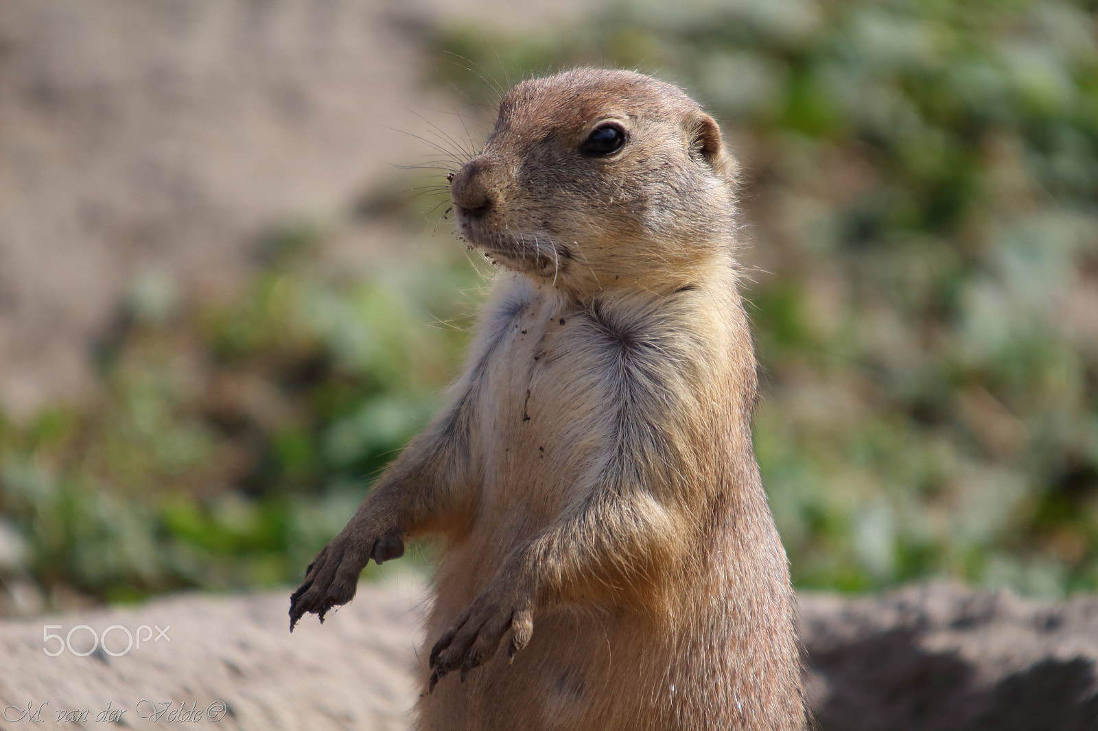 Canon EF 35-350mm F3.5-5.6L USM sample photo. Prairie - watch - dog photography