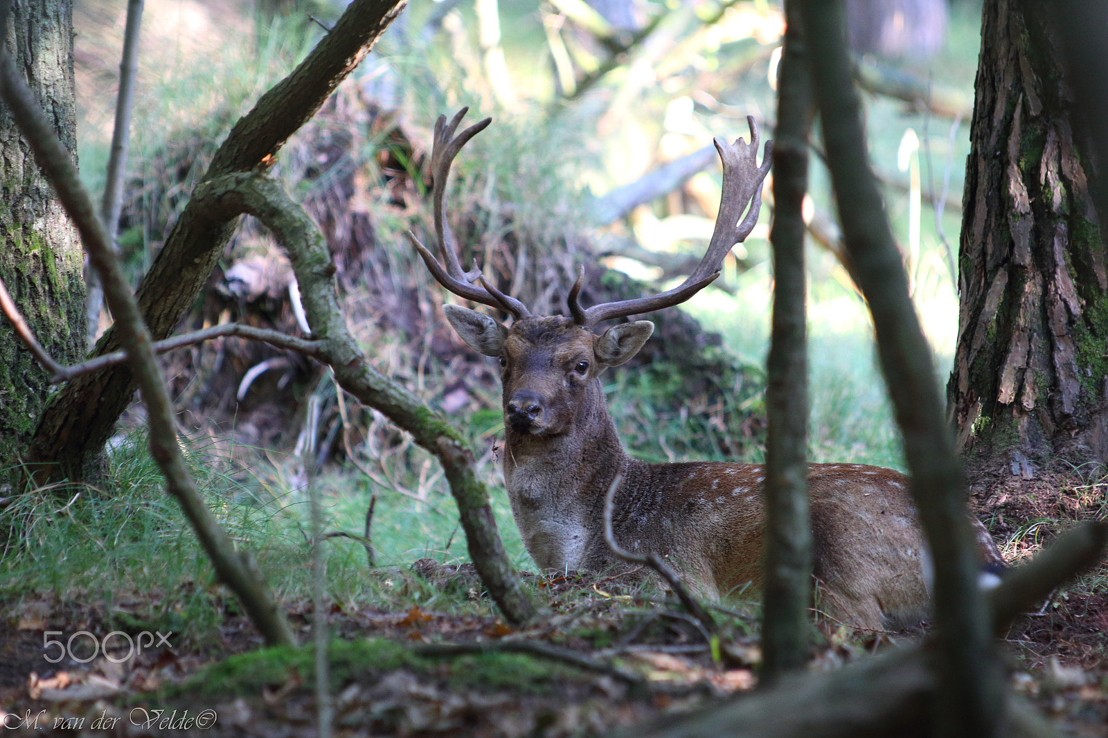 Canon EF 35-350mm F3.5-5.6L USM sample photo. Deers' territory photography