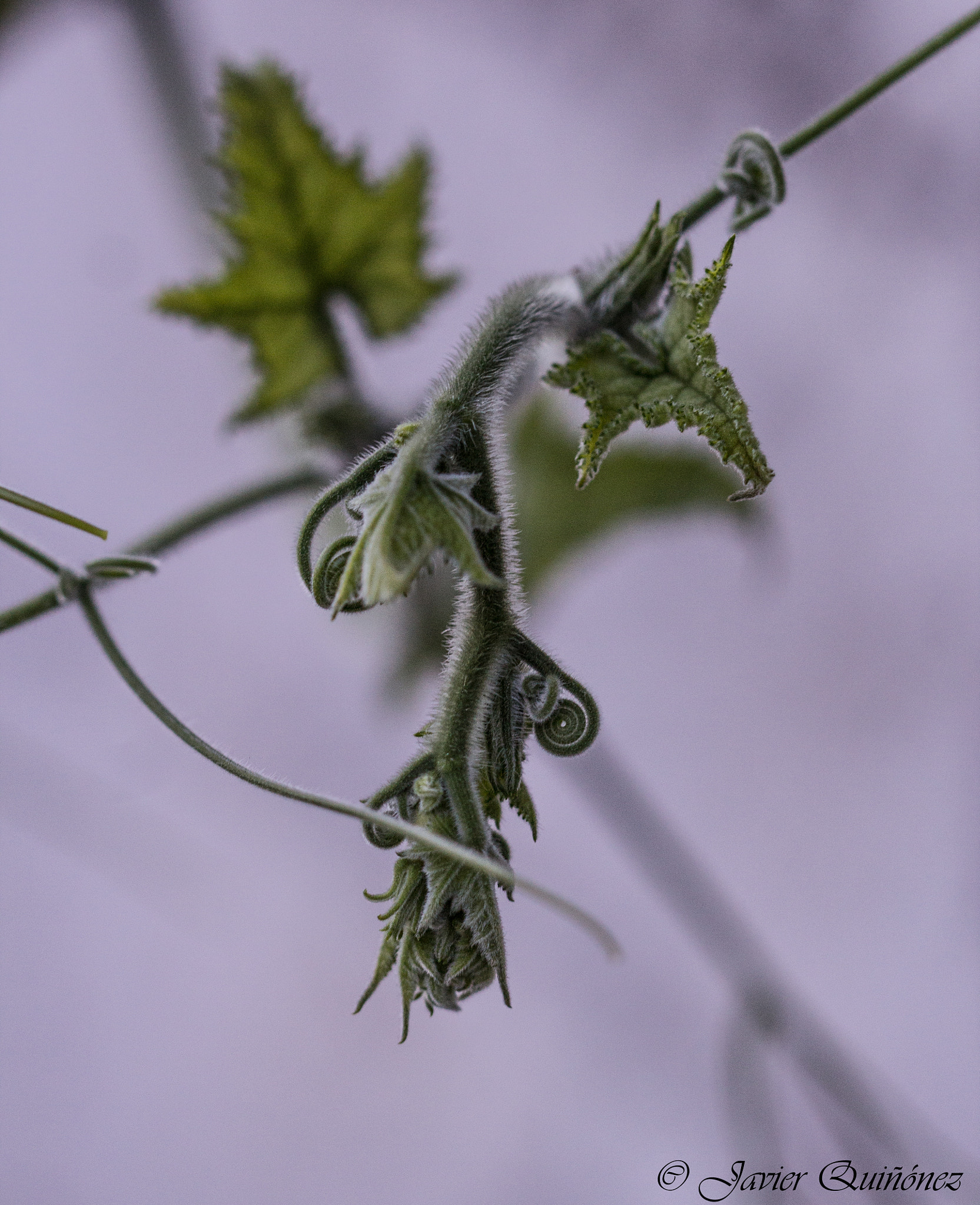 Canon EF 100mm F2.8 Macro USM sample photo. Enredaderas photography