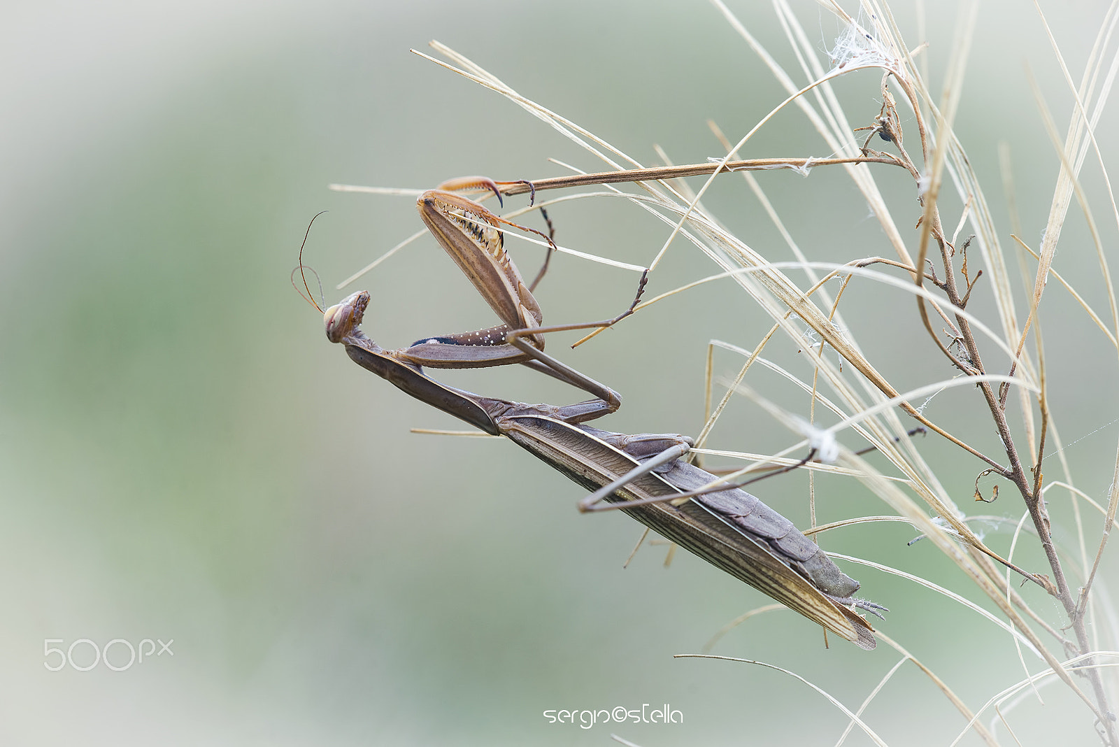 Sigma 150mm F2.8 EX DG Macro HSM sample photo. ____brown sugar___ photography