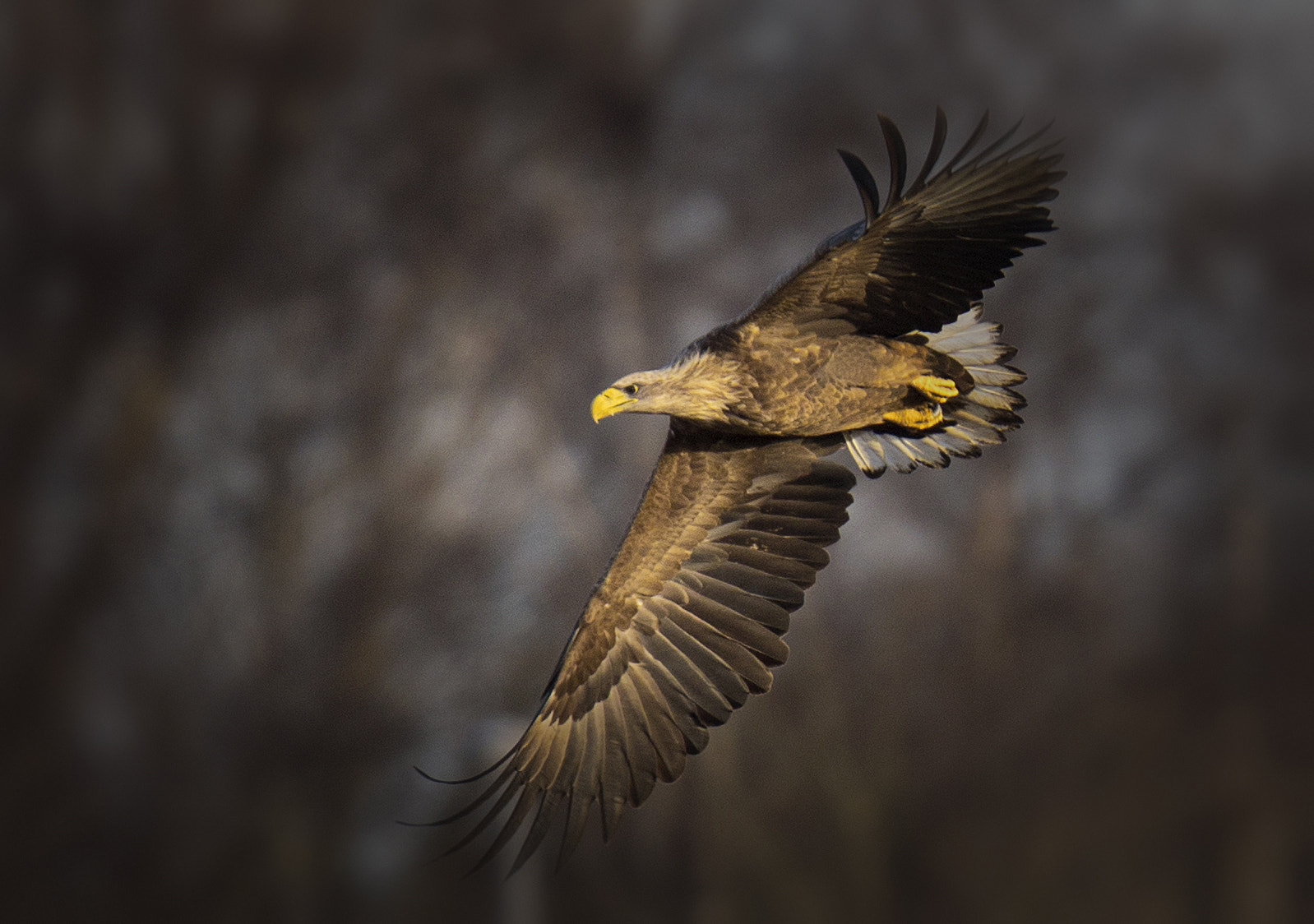Canon EOS-1D X + Canon EF 400mm F2.8L IS II USM sample photo. White tailed eagle photography
