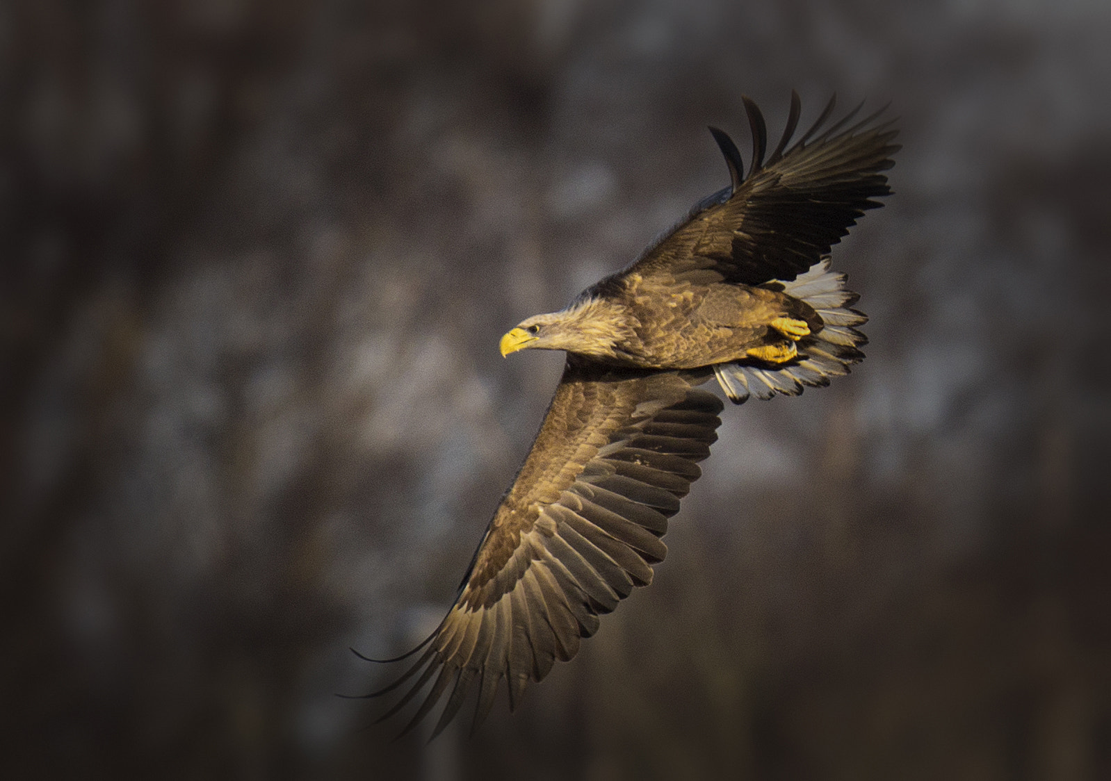 Canon EF 400mm F2.8L IS II USM sample photo. White tailed eagle photography