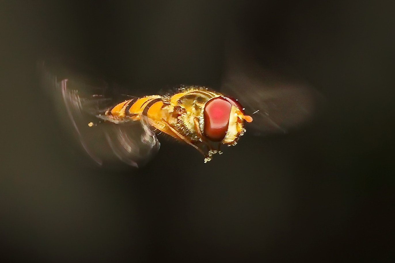Canon EOS 600D (Rebel EOS T3i / EOS Kiss X5) + Tamron SP AF 90mm F2.8 Di Macro sample photo. Остановись мгновение... photography