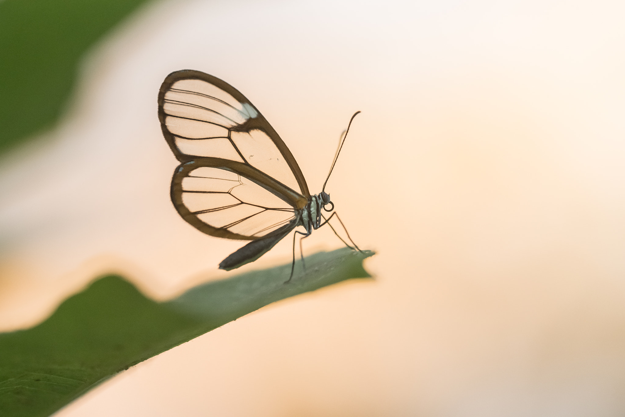 Sigma 150mm F2.8 EX DG OS Macro HSM sample photo. Greta oto photography