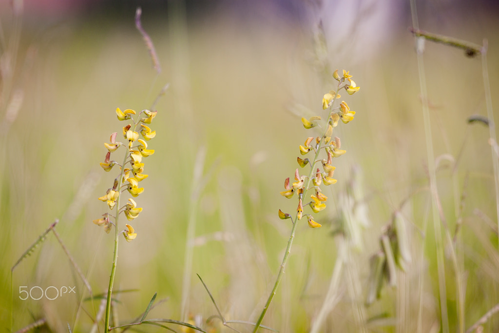 Canon EF 70-300mm F4-5.6L IS USM sample photo. Florzinha do pasto photography