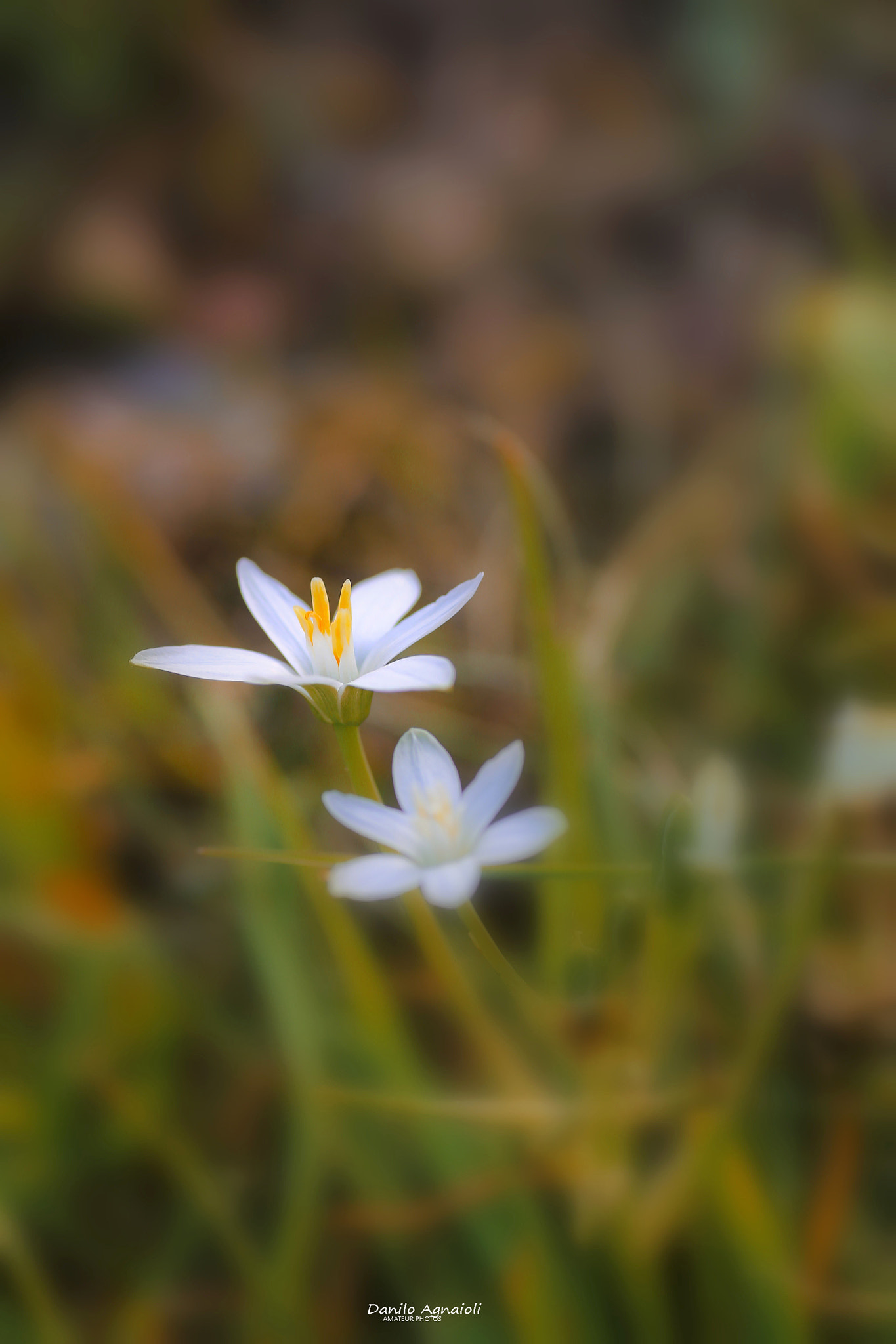 Canon EOS 6D + Tamron SP AF 90mm F2.8 Di Macro sample photo. Soft photography