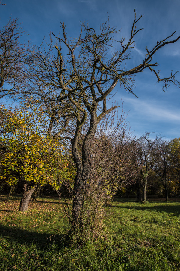 Nikon D750 sample photo. Tree photography