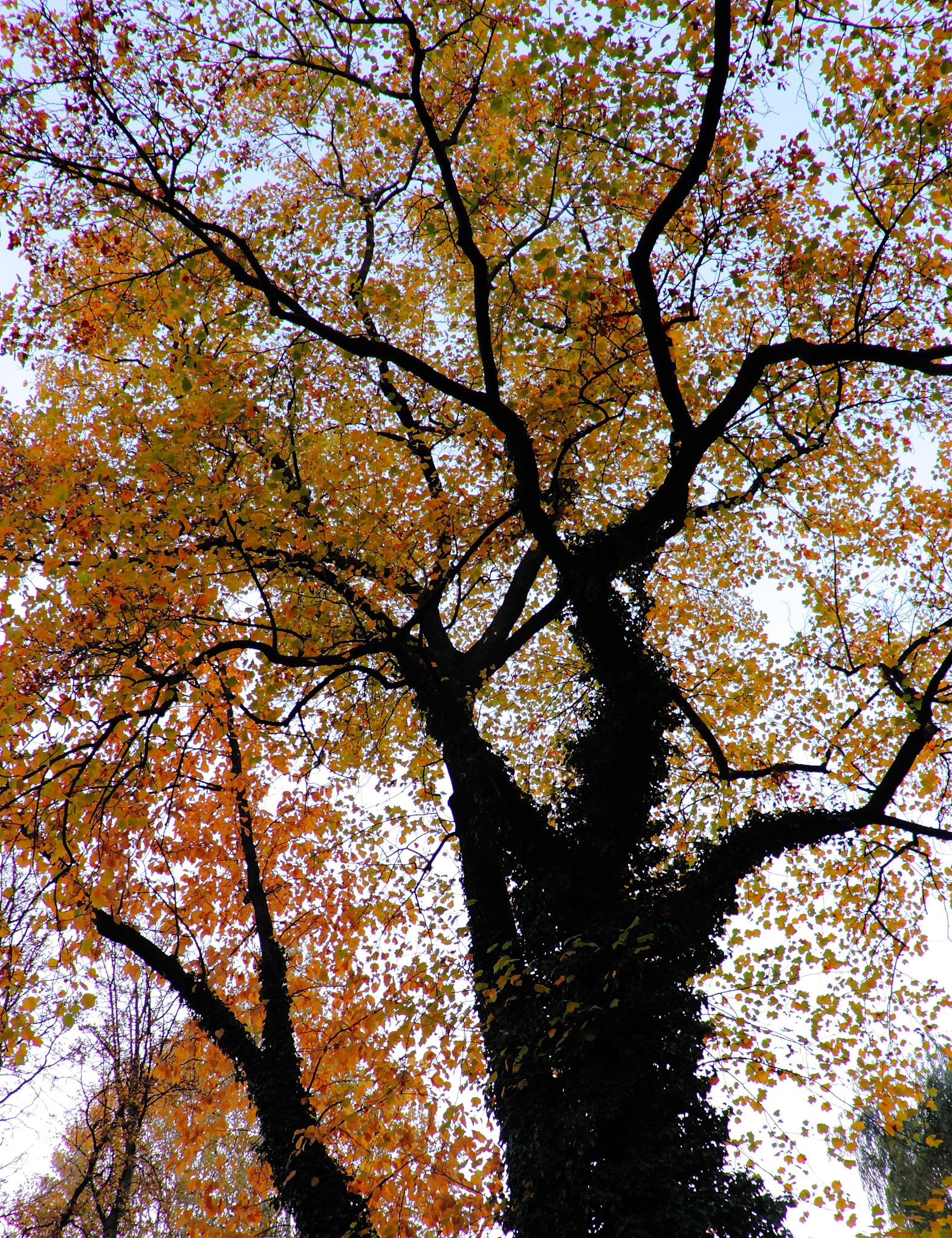 Canon EOS 450D (EOS Rebel XSi / EOS Kiss X2) sample photo. Looking up photography