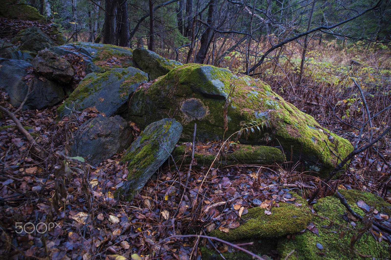 Minolta/Sony AF 24-105mm F3.5-4.5 (D) sample photo. Petrified dragon photography