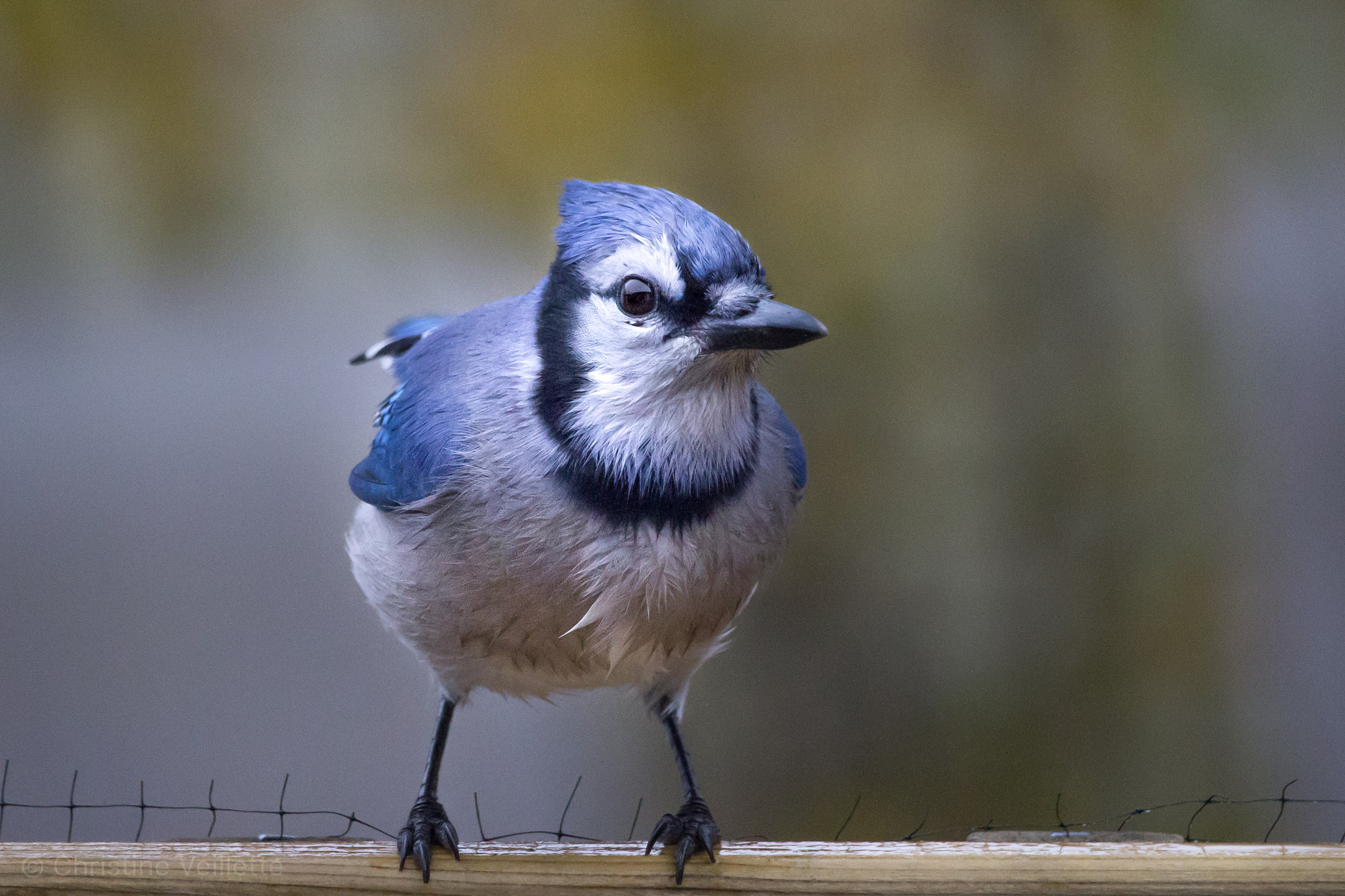 Canon EF-S 55-250mm F4-5.6 IS STM sample photo. Blue jay on a rainy day photography