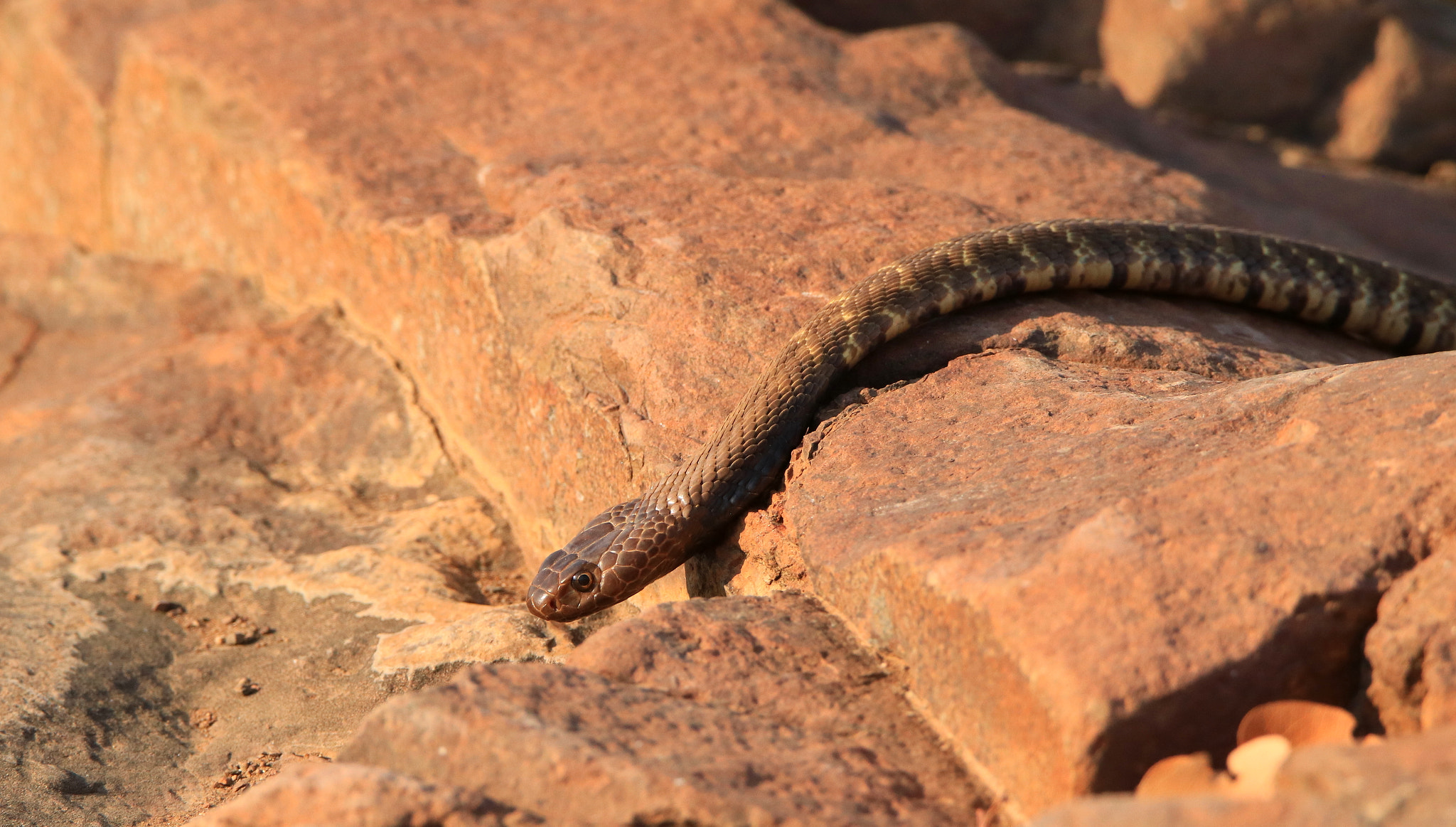 Tamron SP 150-600mm F5-6.3 Di VC USD sample photo. Spitting cobra photography