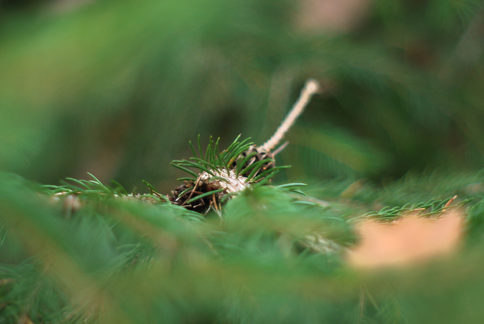 Pentax K-m (K2000) + A Series Lens sample photo
