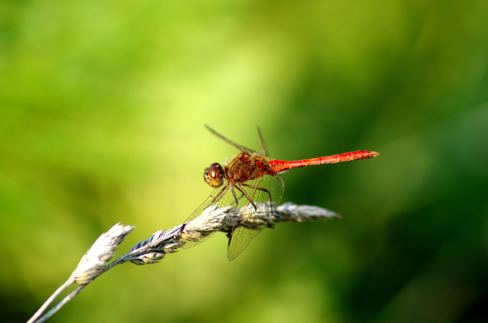 Tamron AF 70-300mm F4-5.6 Di LD Macro sample photo. Стрекоза photography