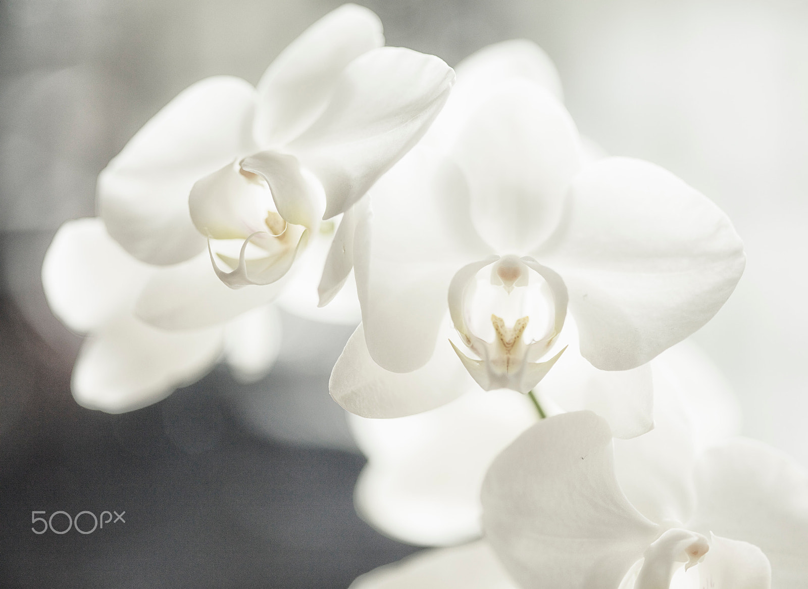 Canon EF 100mm F2.8 Macro USM sample photo. White photography