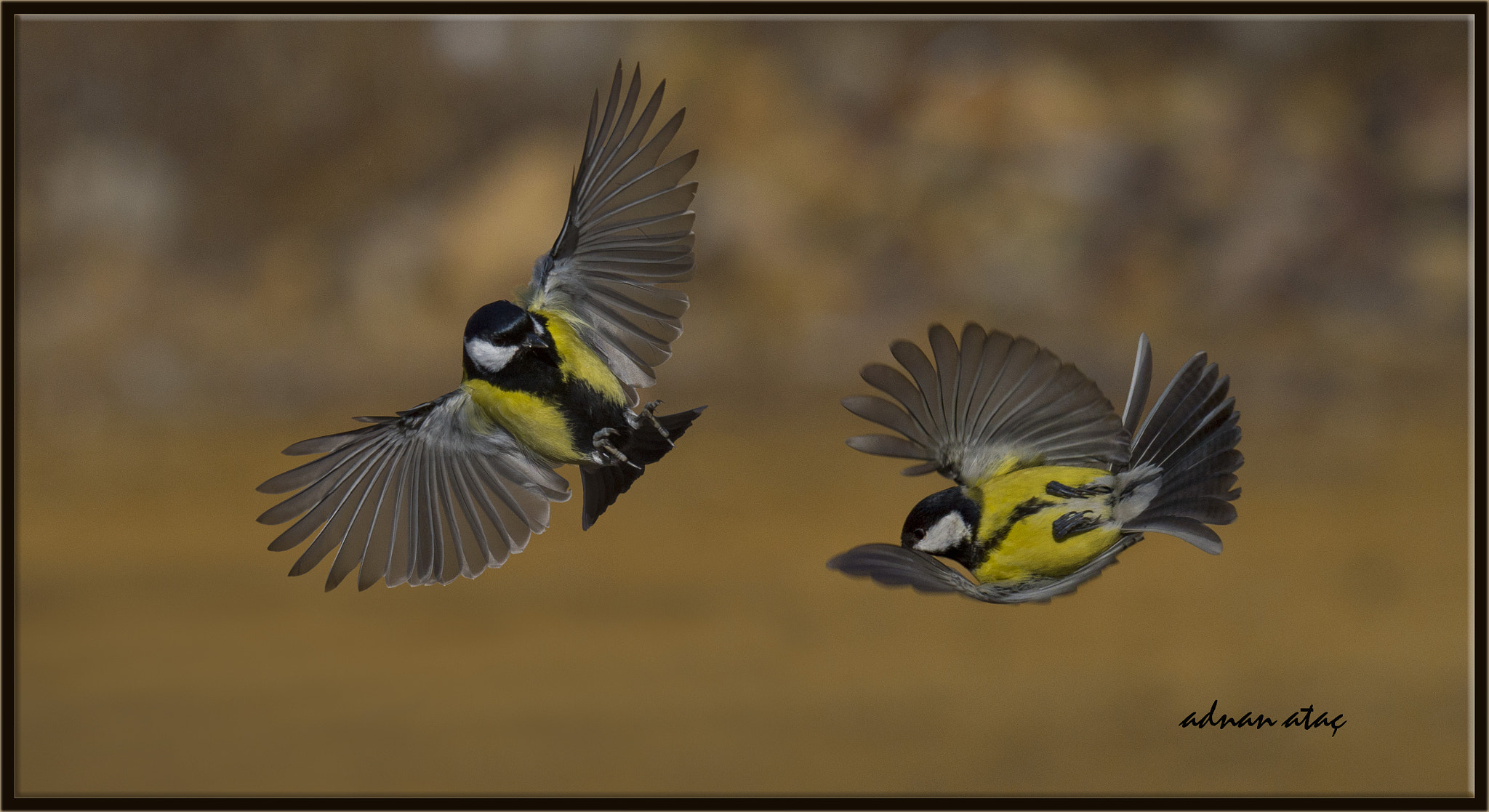 Sigma 150-600mm F5-6.3 DG OS HSM | S sample photo. Büyük baştankara - parus major - great tit photography