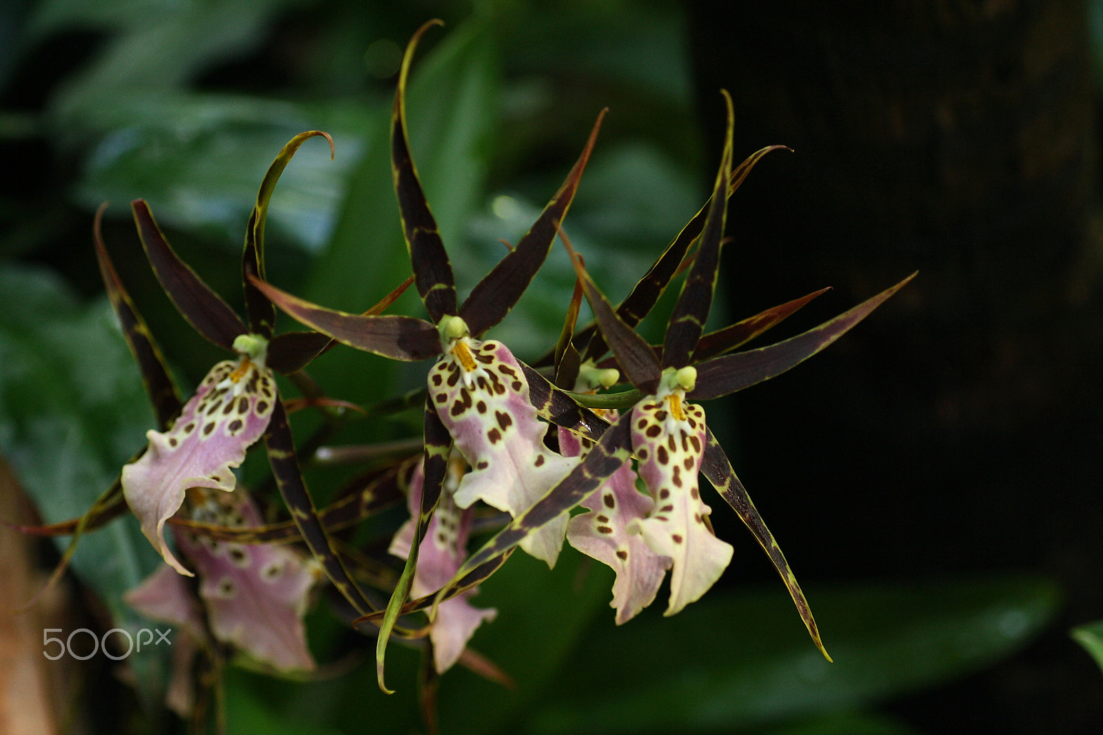 Sigma 50mm f/1.4 EX DG HSM + 1.4x sample photo. Brassia photography