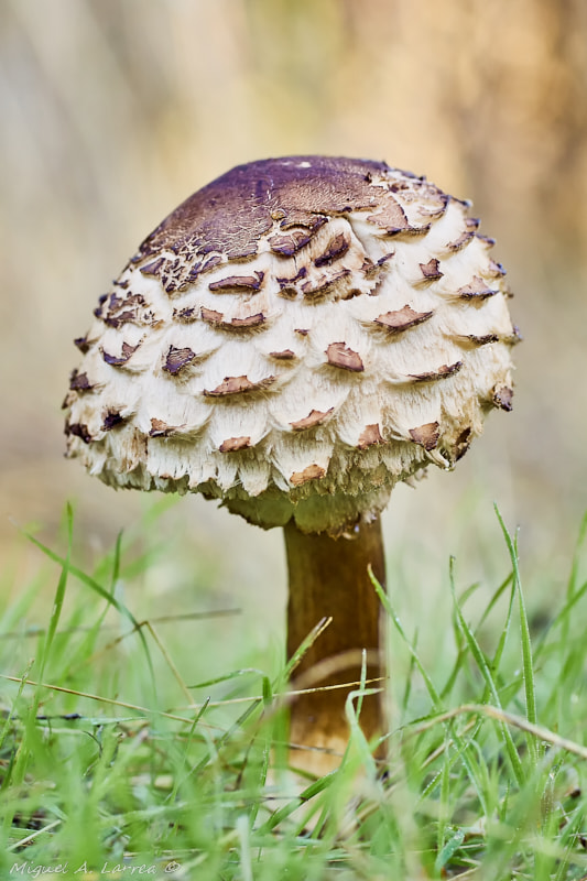 Sony ILCA-77M2 sample photo. Macrolepiota rhacodes photography