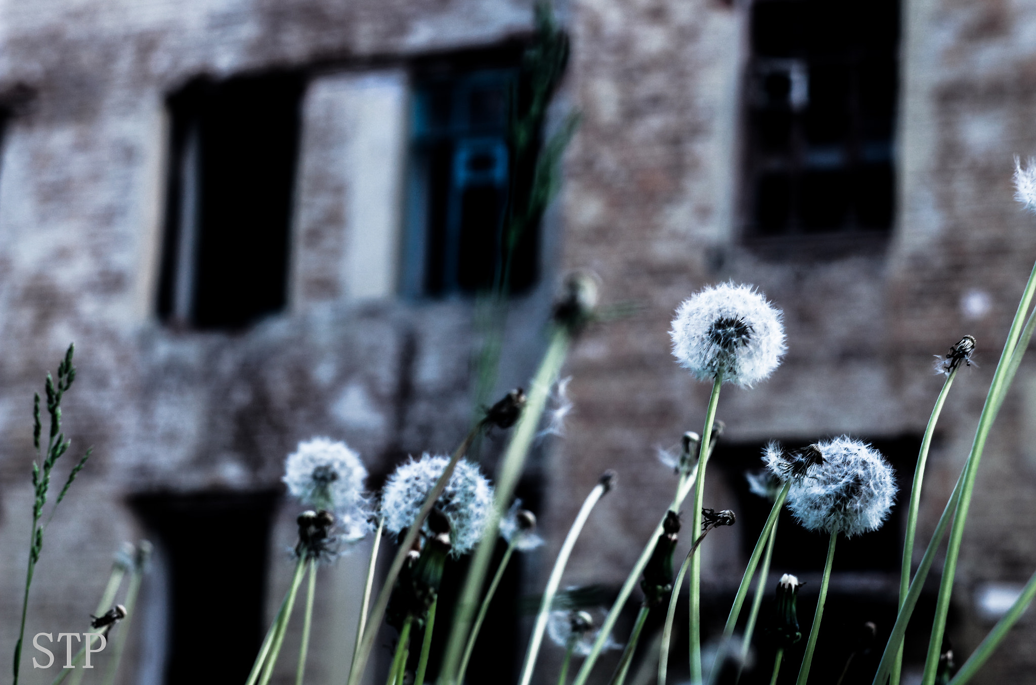 Canon EF 35-80mm f/4-5.6 sample photo. Eternal spring photography