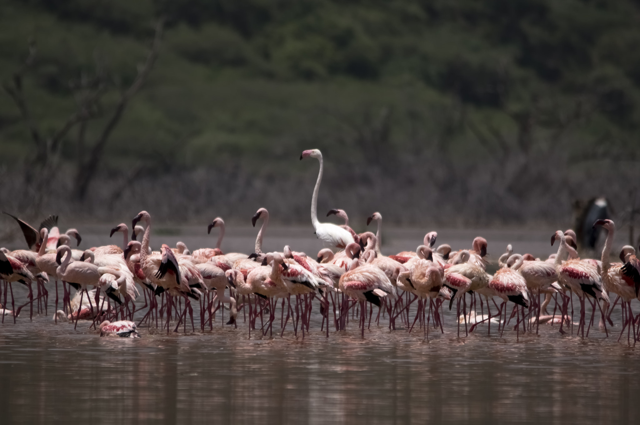 Pentax K-3 II + Sigma 150-500mm F5-6.3 DG OS HSM sample photo. Leader photography