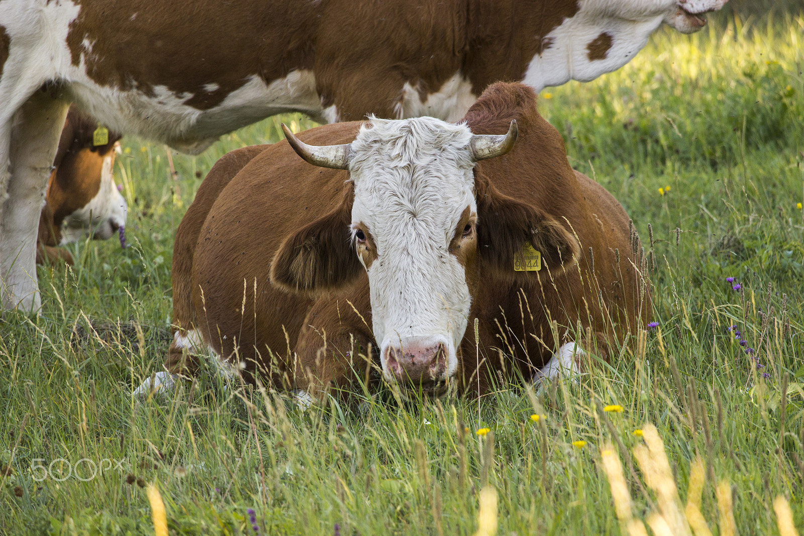 Canon EOS 600D (Rebel EOS T3i / EOS Kiss X5) sample photo. Cow on green grass photography