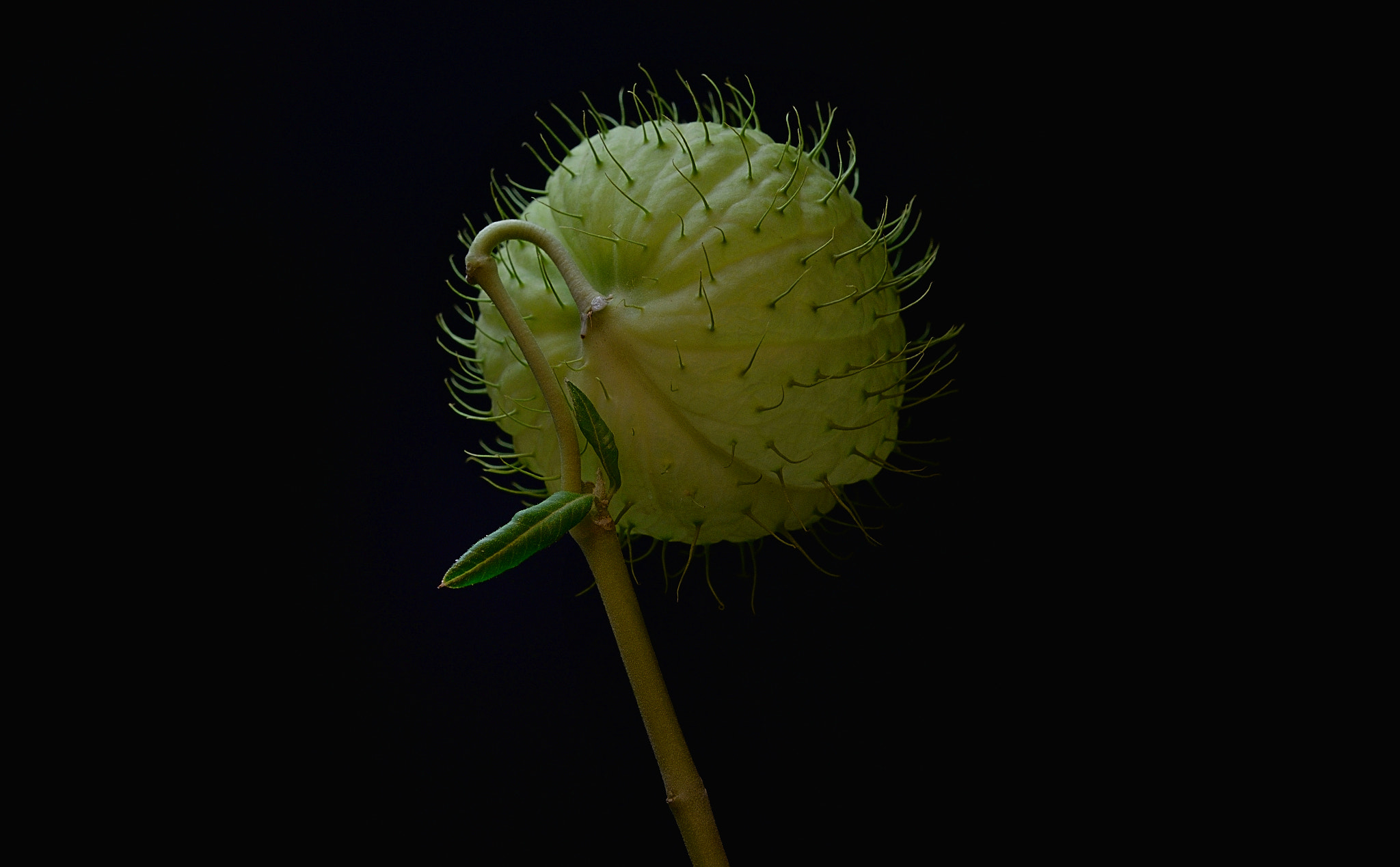 Nikon AF-S Micro-Nikkor 60mm F2.8G ED sample photo. Physocarpus photography