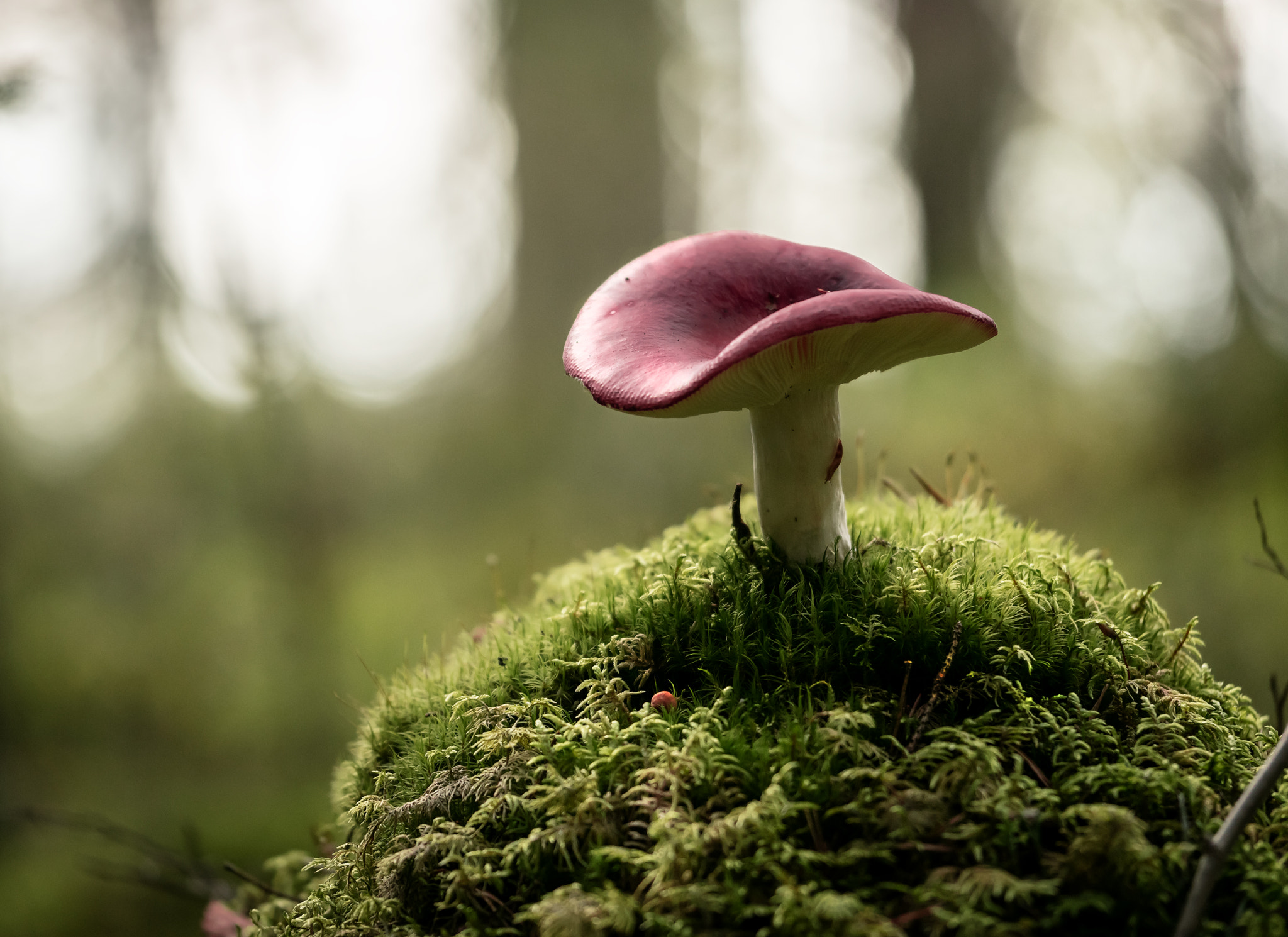 Sigma 50-150mm F2.8 EX APO DC OS HSM sample photo. Red mushroom on a hummock photography