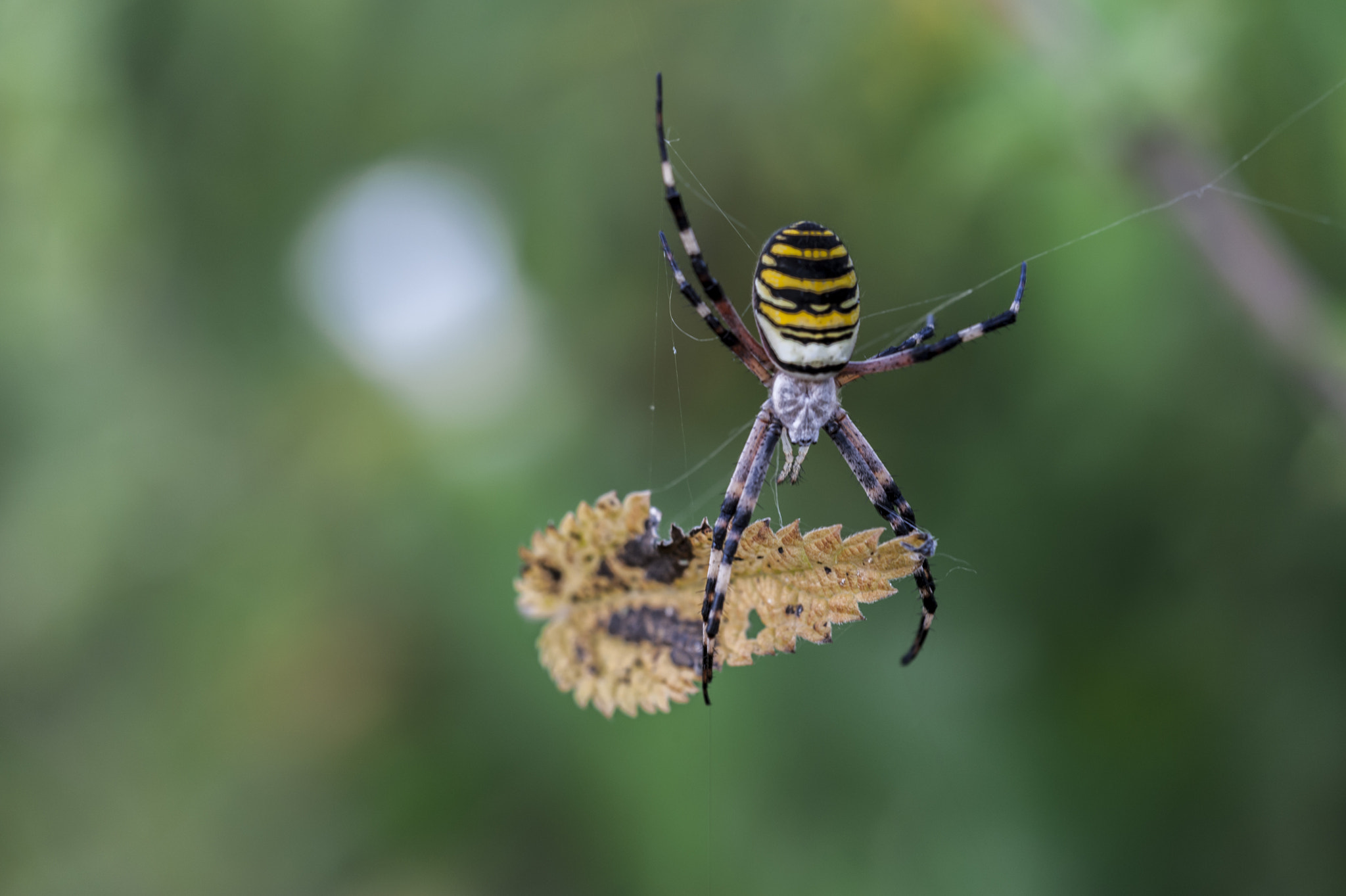 Sigma APO Macro 180mm F3.5 EX DG HSM sample photo. Araña photography