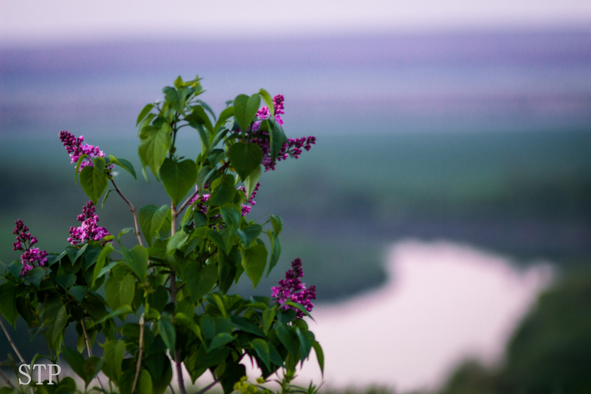 Canon EF 35-80mm f/4-5.6 sample photo. Shades of purple photography