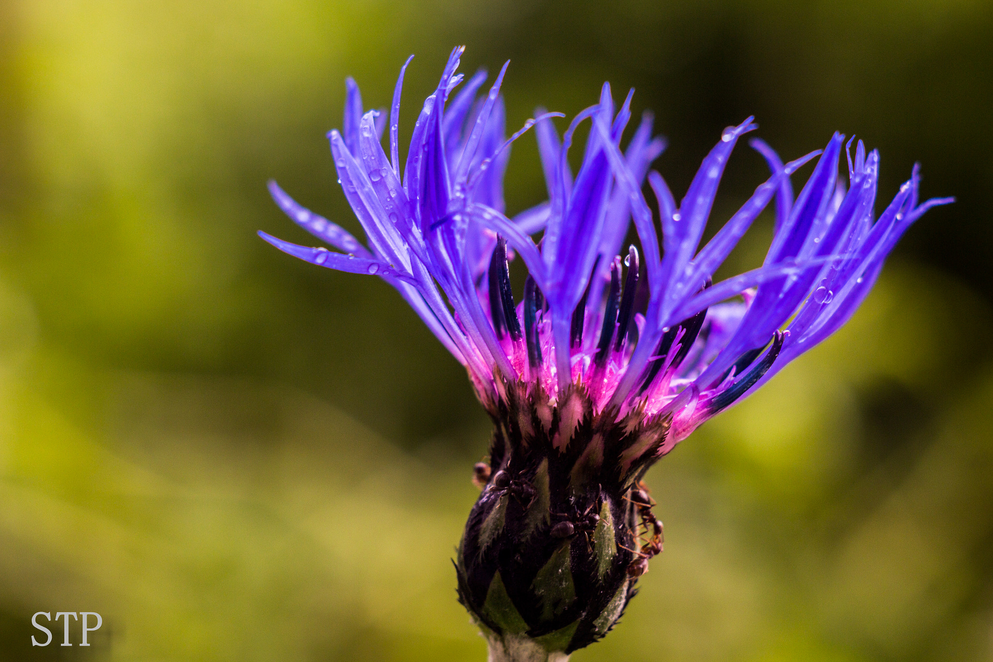 Canon EF 35-80mm f/4-5.6 sample photo. Macrocosm photography