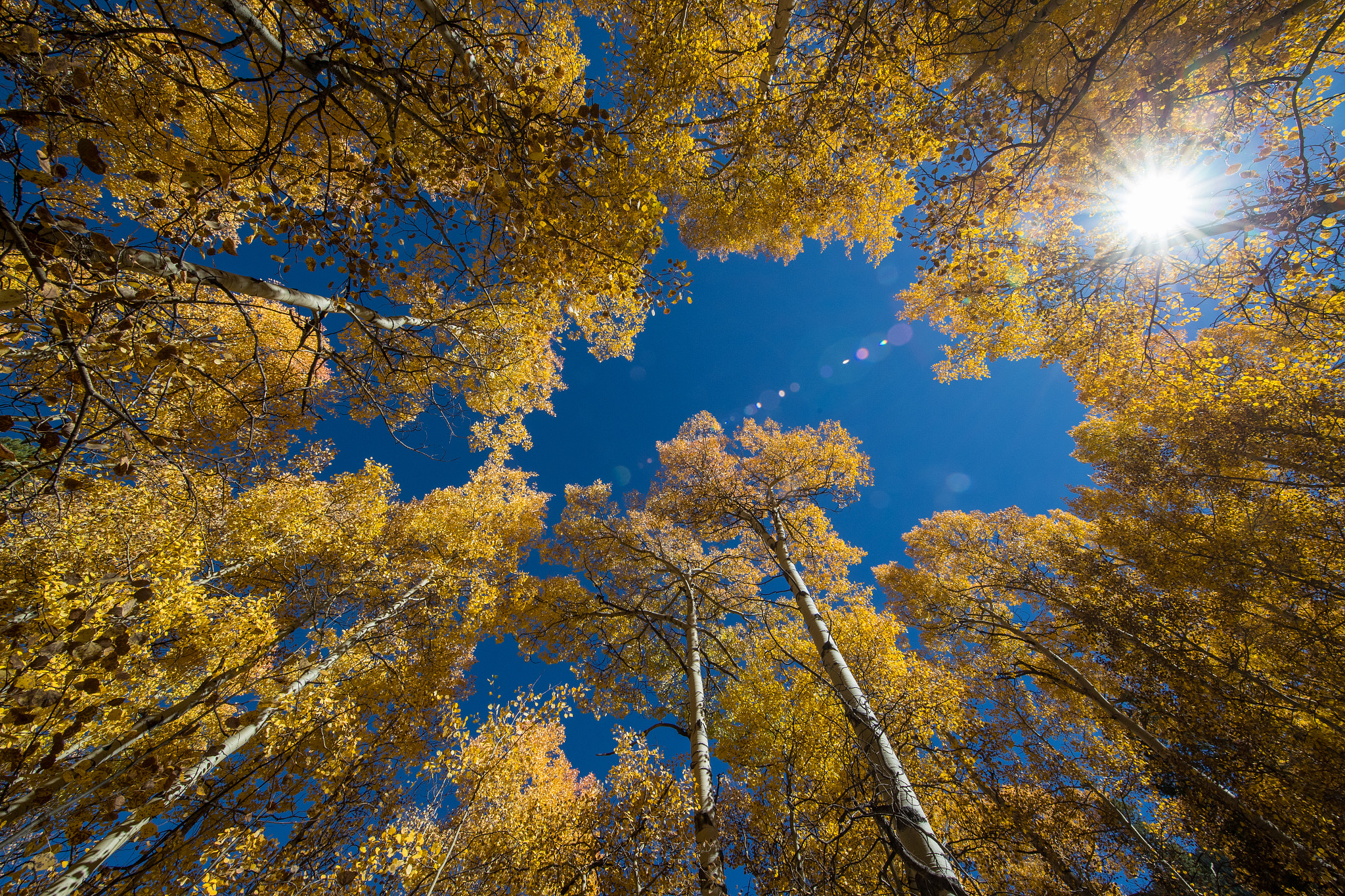 Canon EF 11-24mm F4L USM sample photo. Fall aspen with sun burst photography