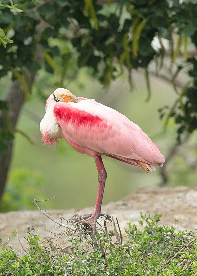 Canon EOS-1D X + Canon EF 500mm F4L IS II USM sample photo. Roseate spoonbill at rest photography