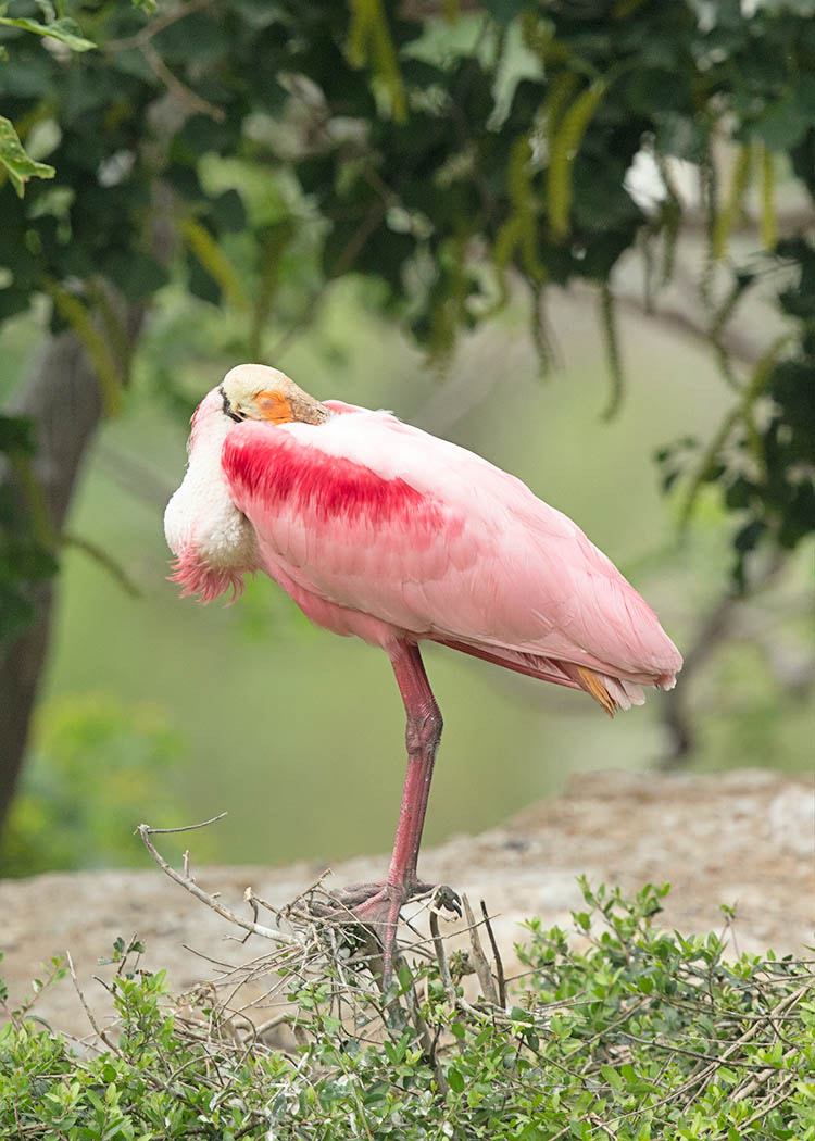 Canon EF 500mm F4L IS II USM sample photo. Roseate spoonbill at rest photography
