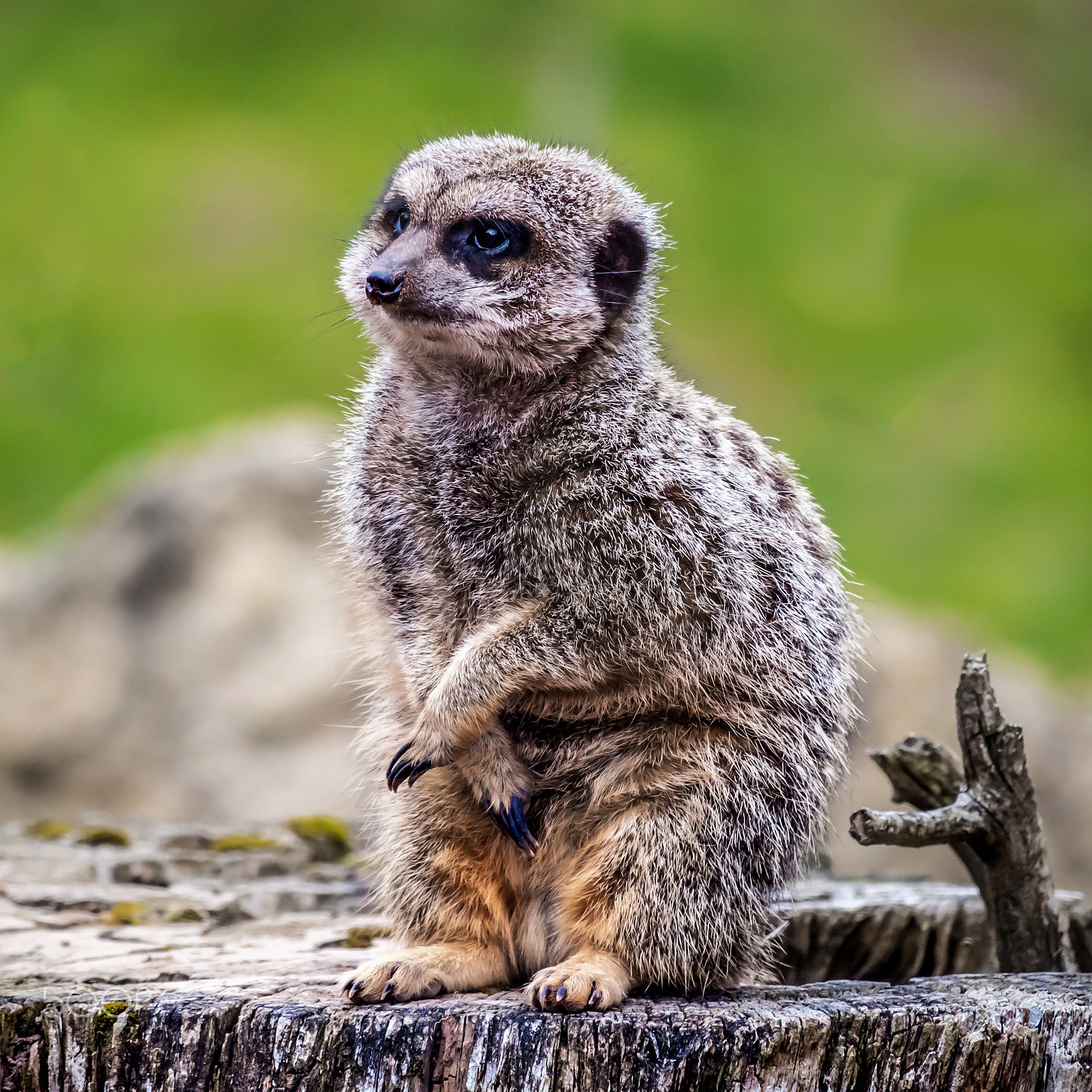 Olympus OM-D E-M5 II sample photo. Meerkat model photography