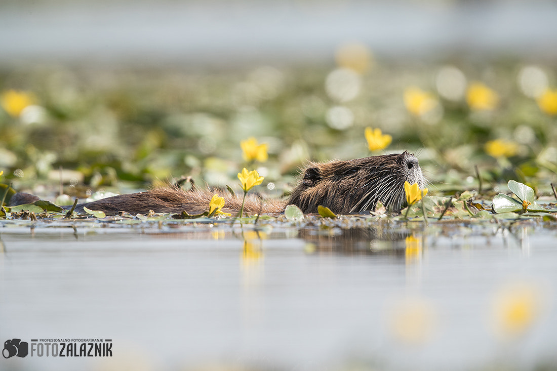 Canon EF 500mm F4L IS II USM sample photo. Swimming through photography