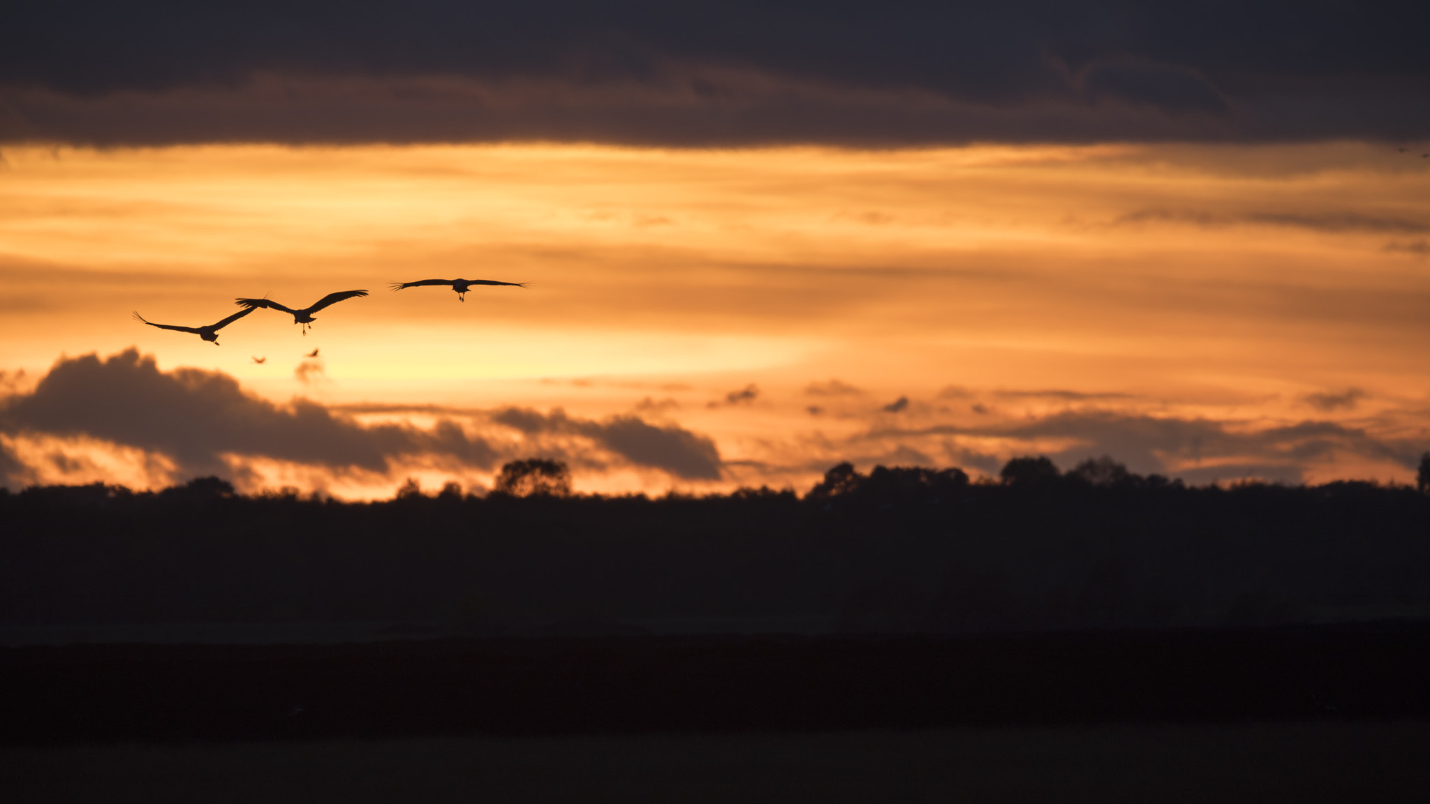 Canon EF 300mm F2.8L IS II USM sample photo. Coming for b+b, part one photography