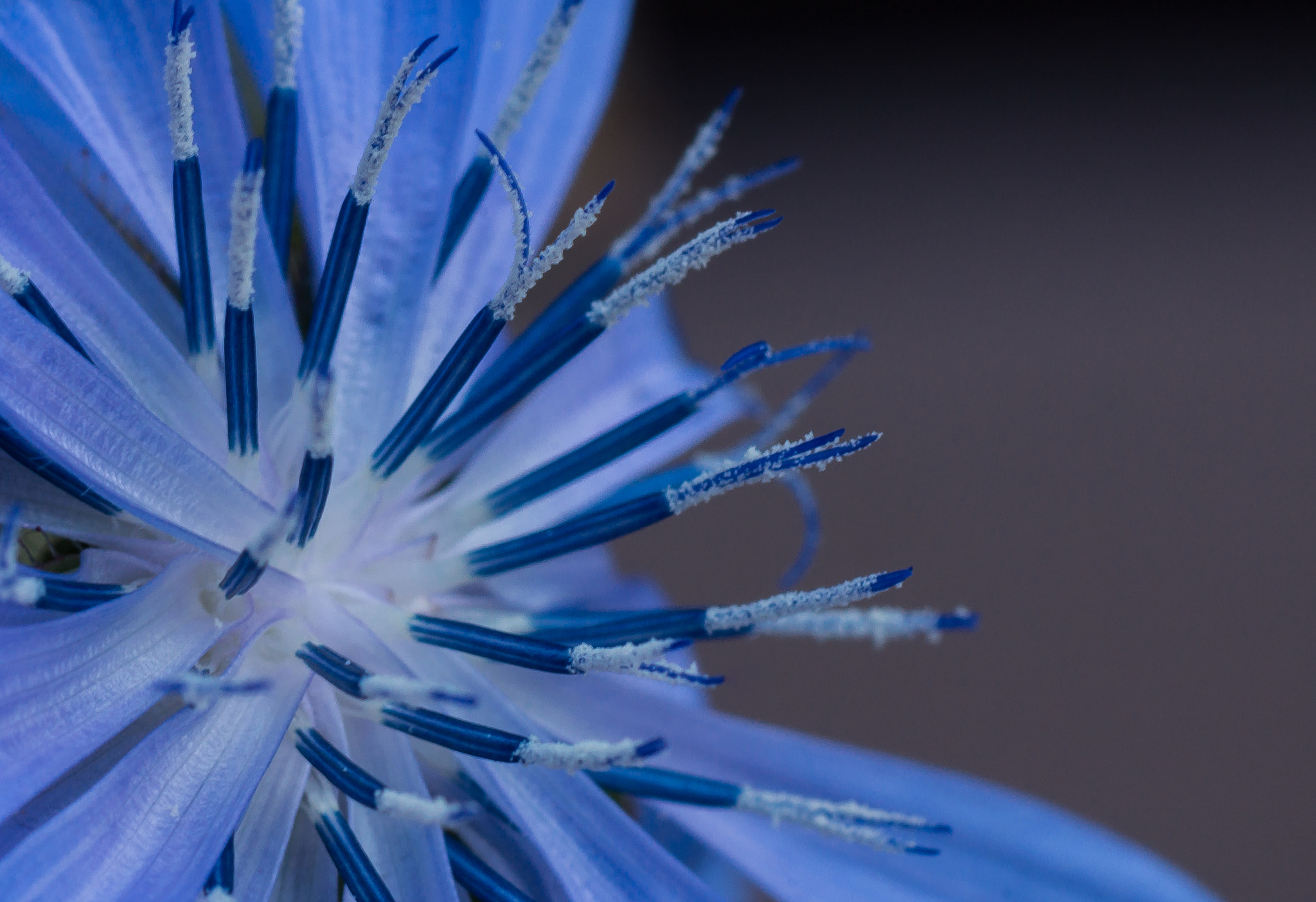 Sony SLT-A77 + Sony 100mm F2.8 Macro sample photo. Chicory. photography