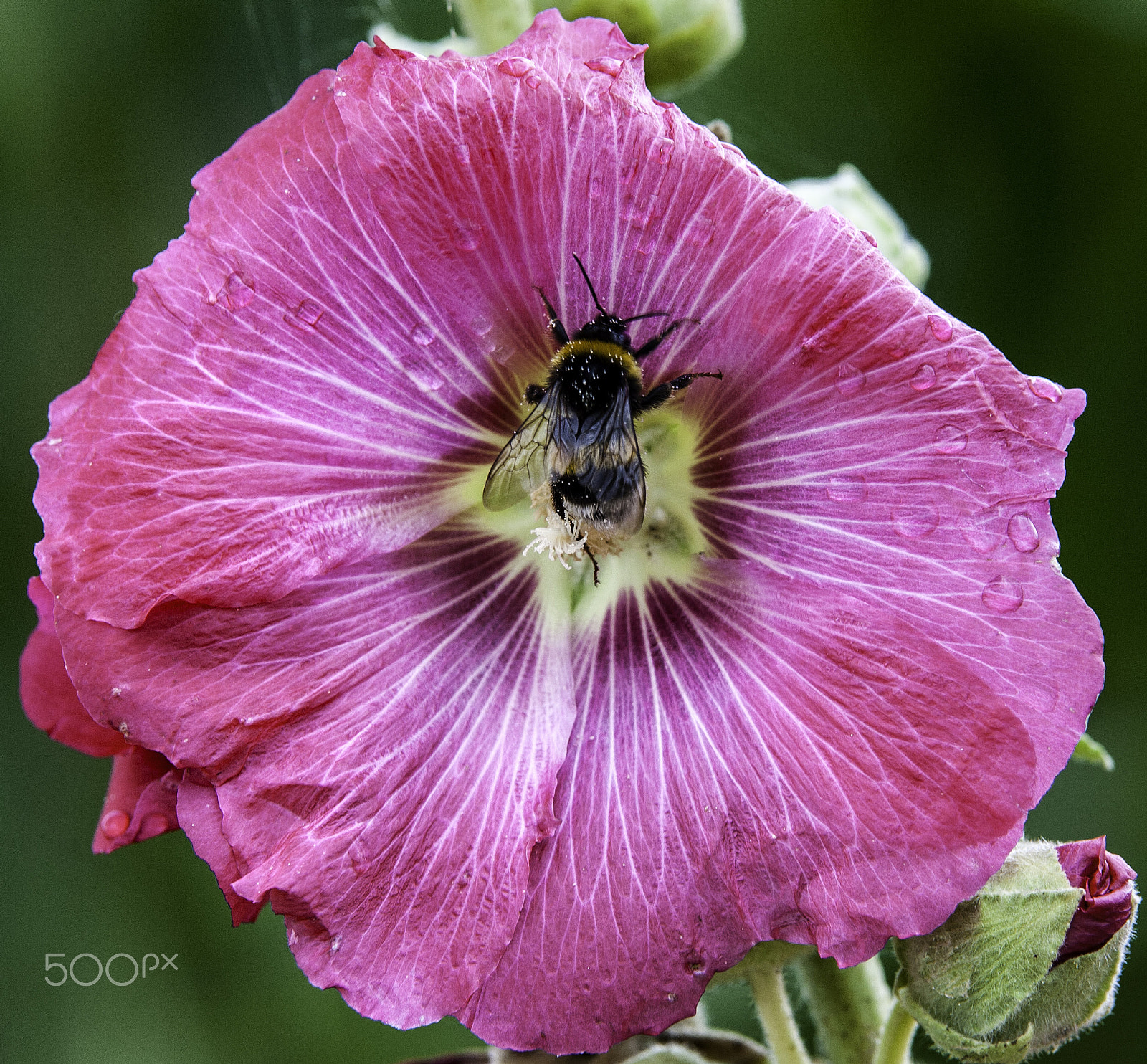 Canon EOS 5D + Tamron SP AF 70-200mm F2.8 Di LD (IF) MACRO sample photo. Wilde blumen i photography