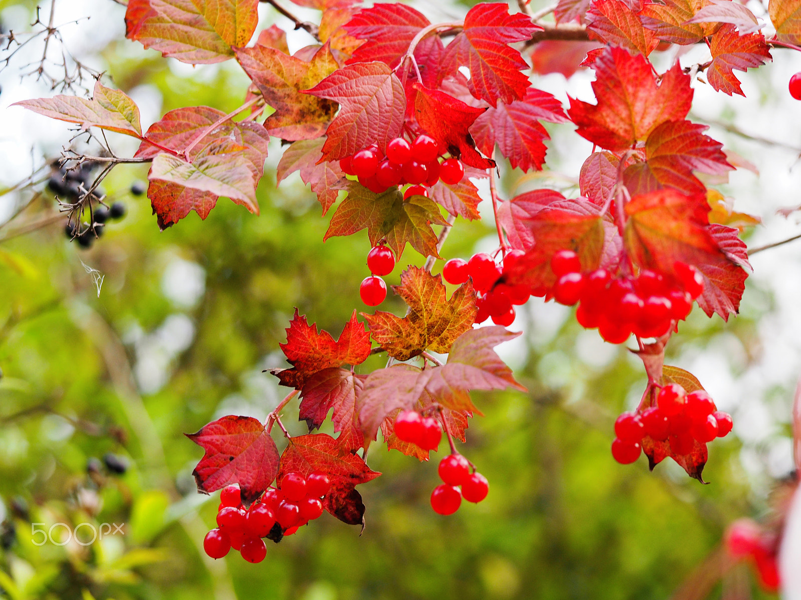 Olympus M.Zuiko Digital ED 60mm F2.8 Macro sample photo. Autumn gems photography