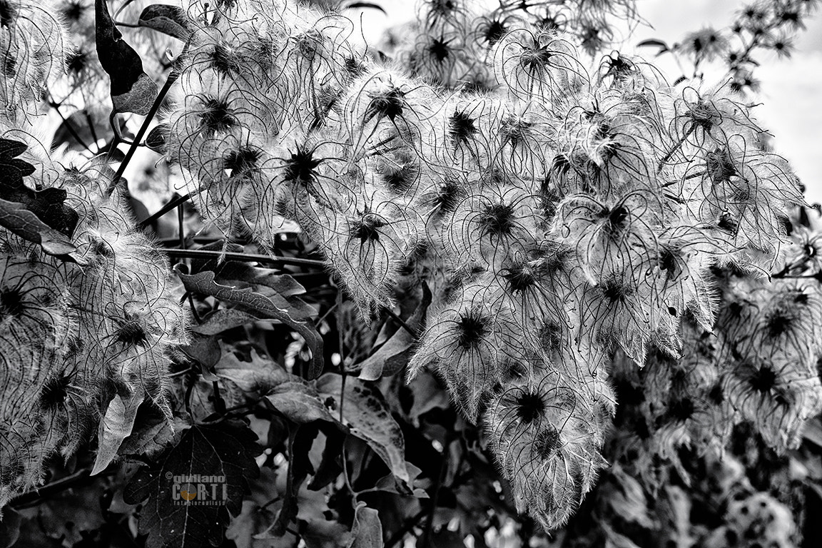 Canon EF-M 28mm F3.5 Macro IS STM sample photo. Regali dell'autunno 2016 vitalbe photography