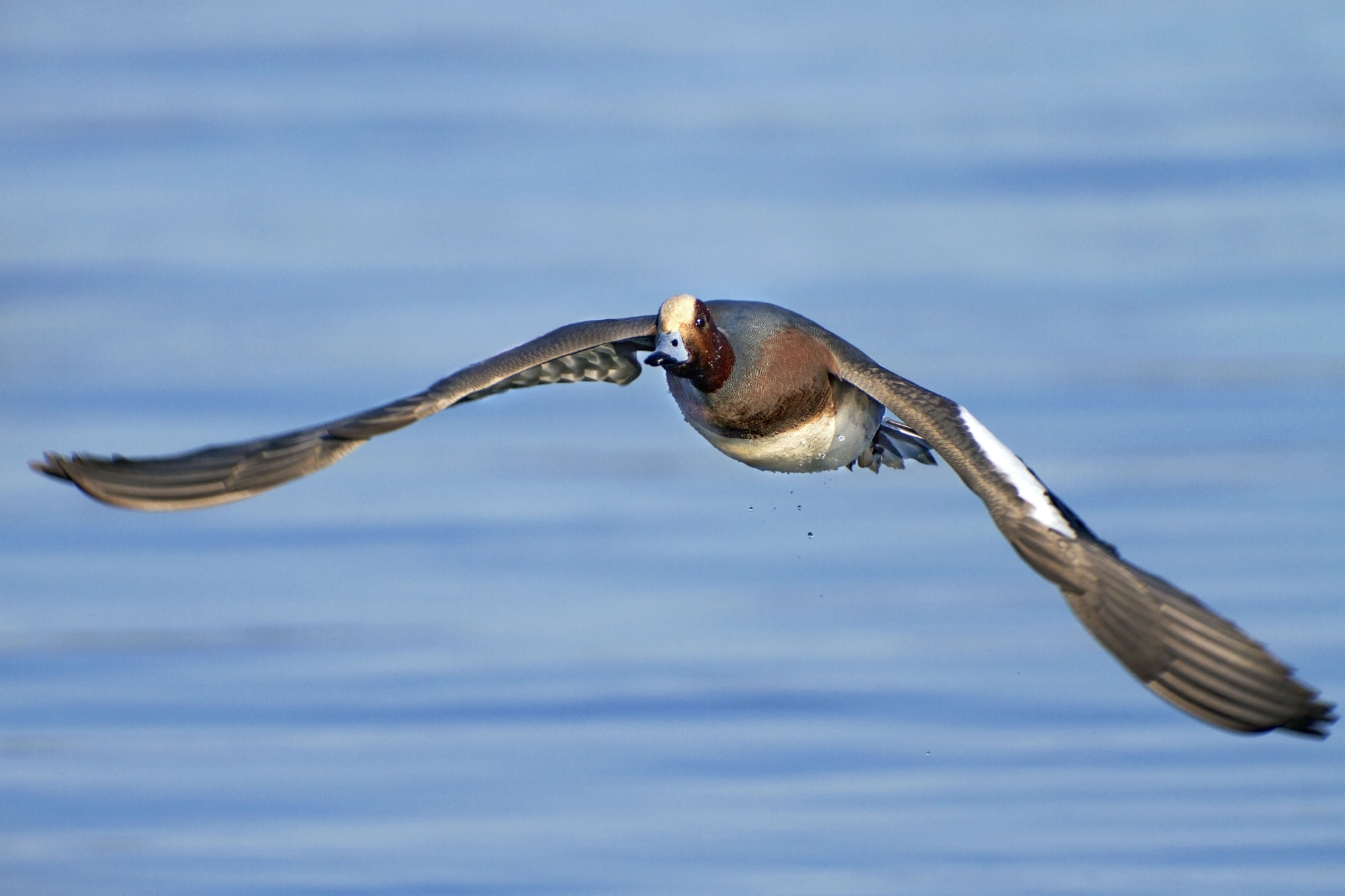 Canon EOS 7D + Canon EF 300mm f/2.8L + 2x sample photo. Widgeon photography